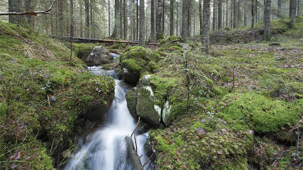 Pieni puro virtaa sammaleisten kivien lomassa metsässä.