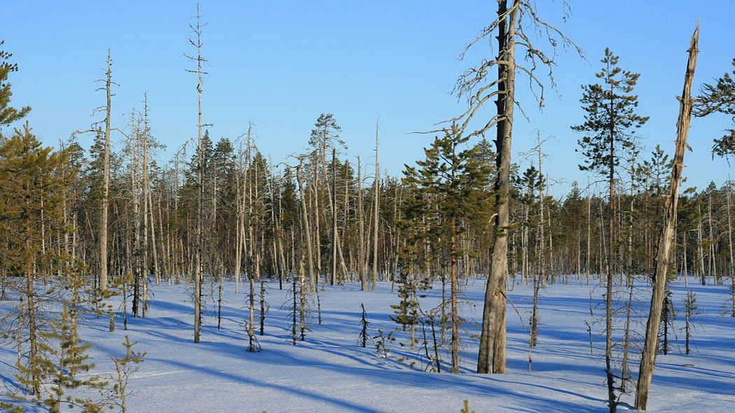 Suo lumen peitossa, maastossa paljon kelopuita, taustalla tiheää metsää.