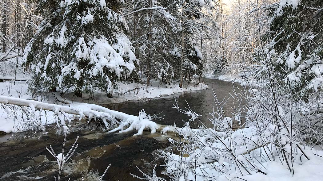 Joki virtaa sulana talvella, joen rannoilla lumisia puita. Yksi puun runko on kaatunut jokeen.