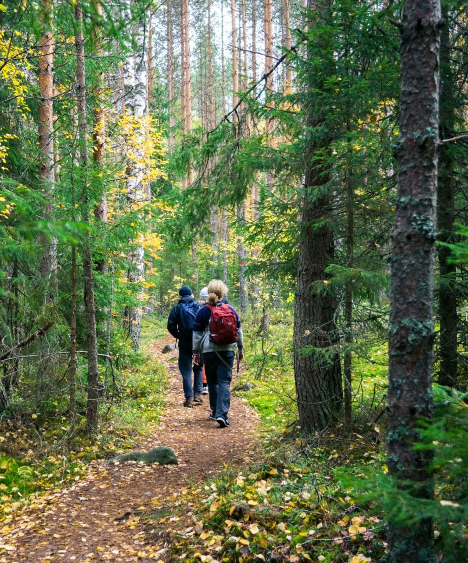Nuoria metsäpolulla