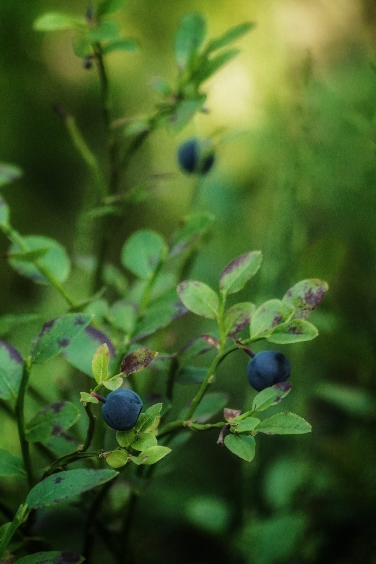 Photos of Blueberries 