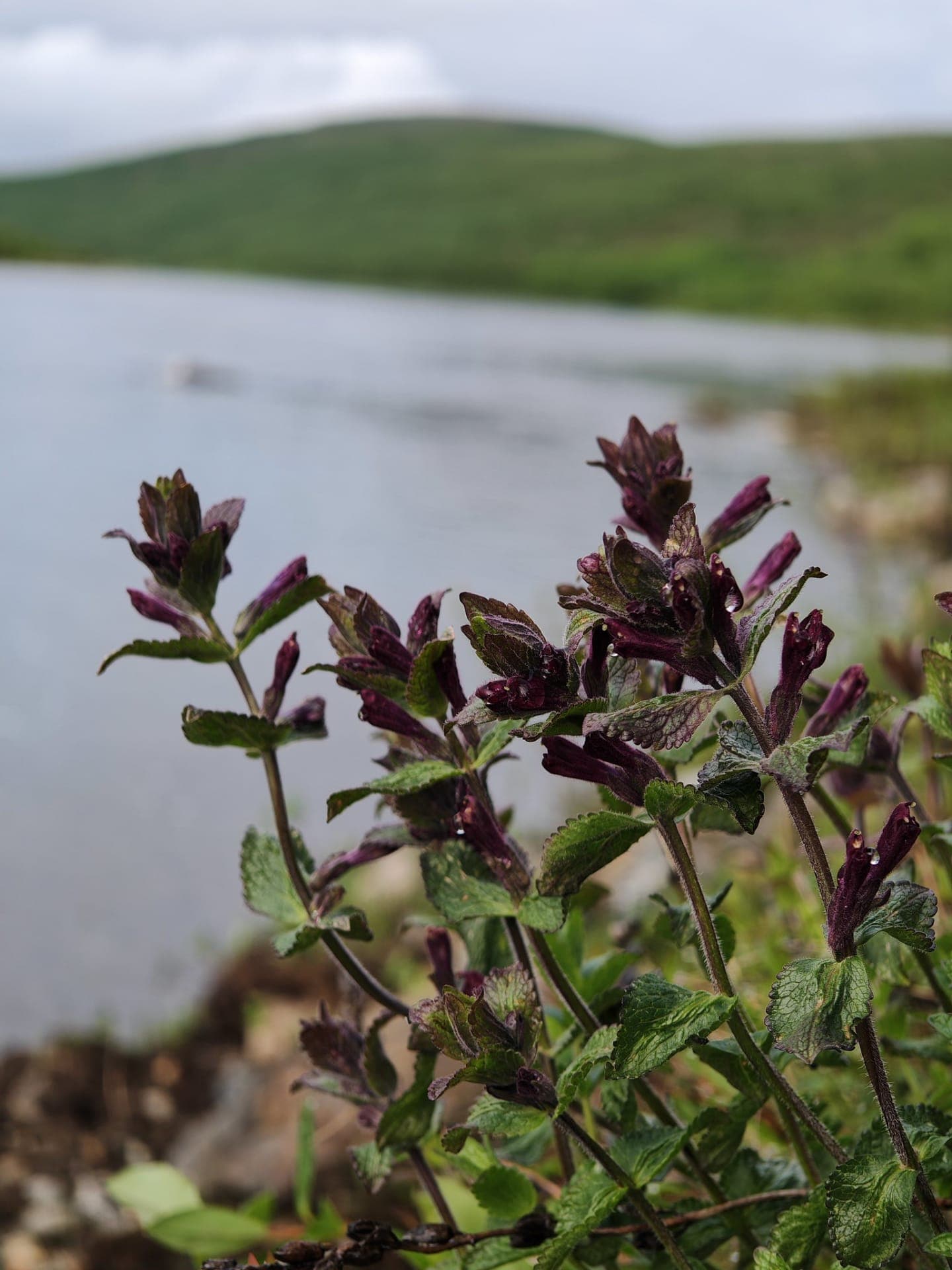 Tenojoki, punakko