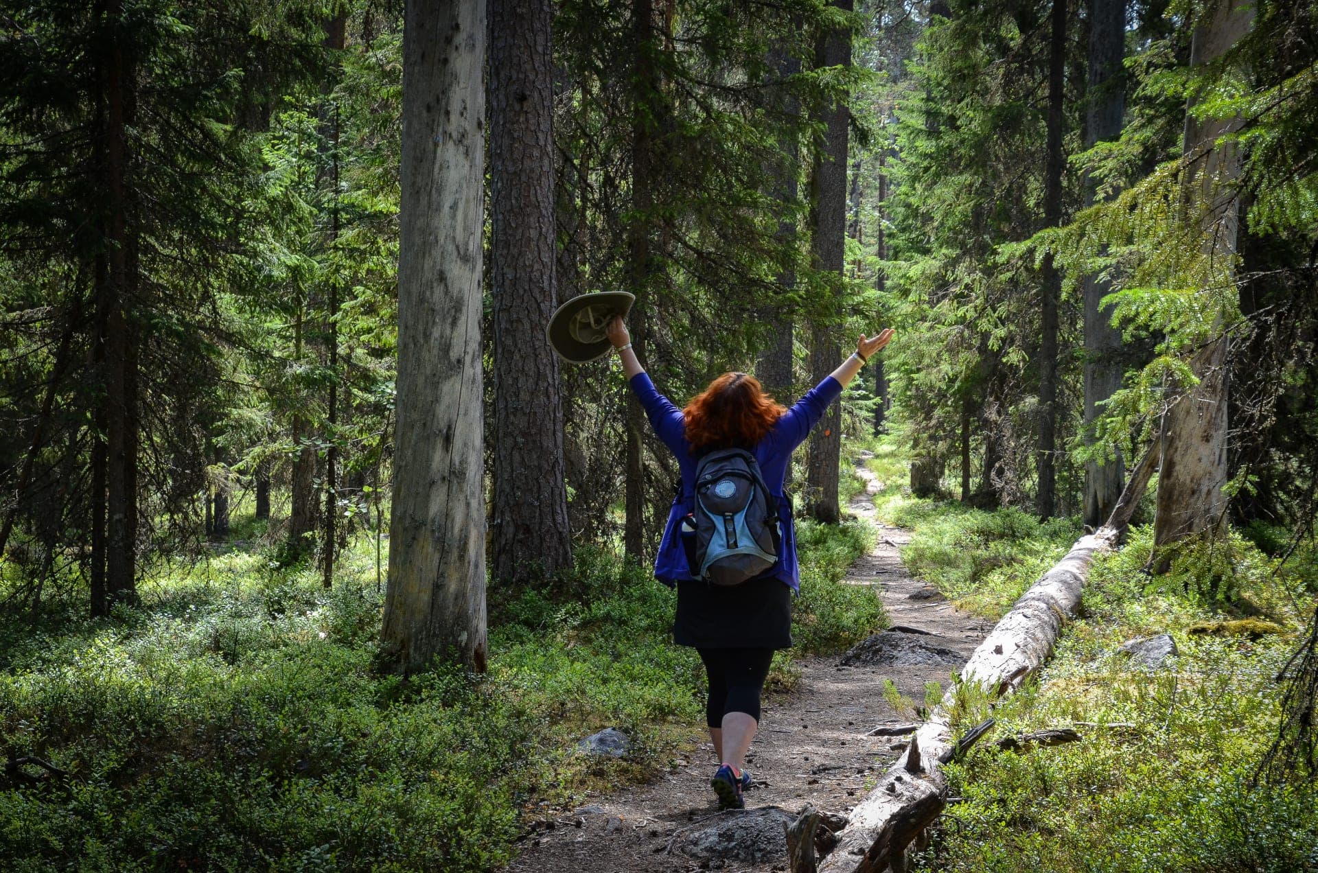 Central Finland's five national parks offer a wonderful, versatile coverage of the nature of lake Finland!