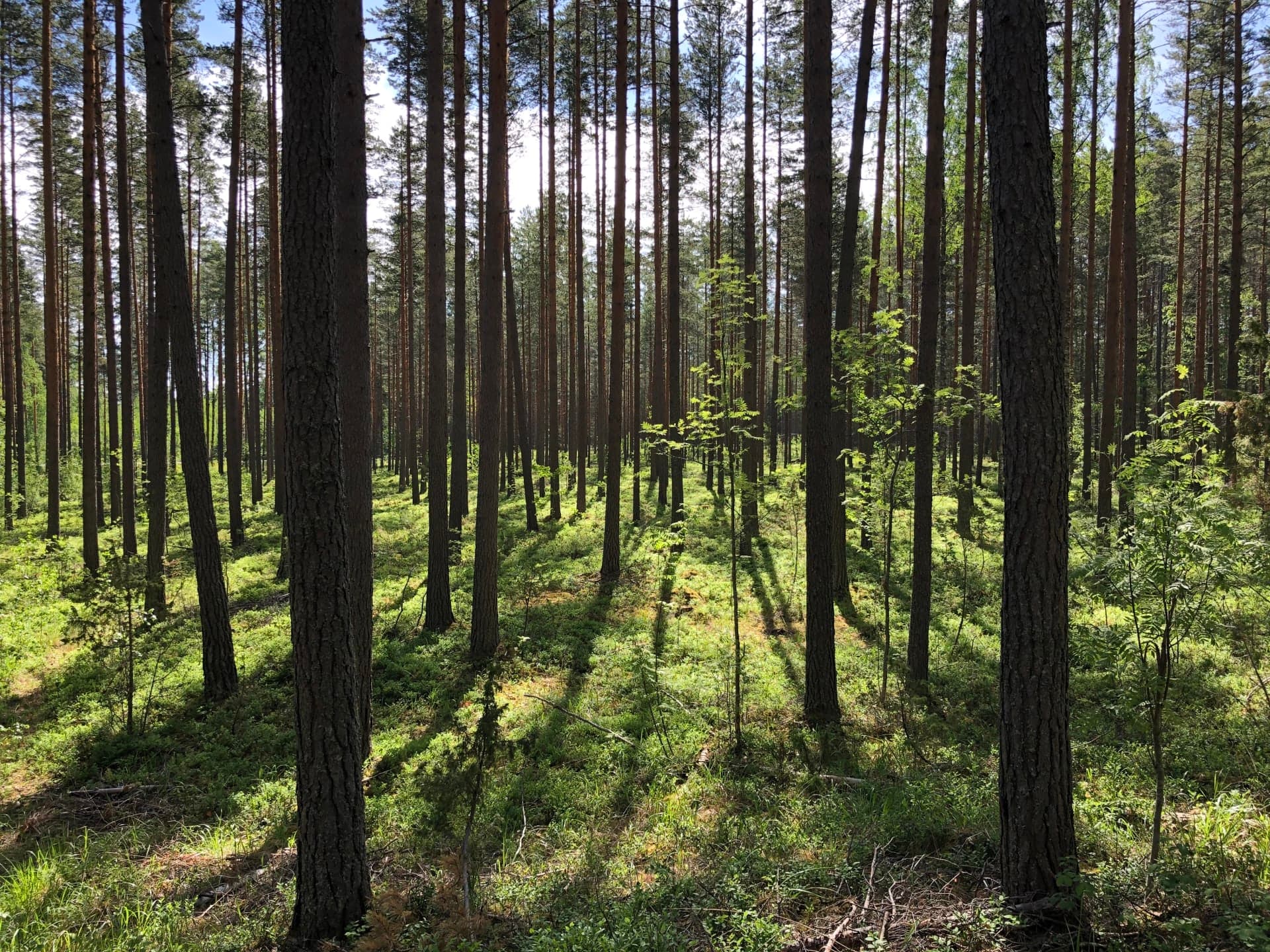 Metsää Päijänteen kansallispuistossa