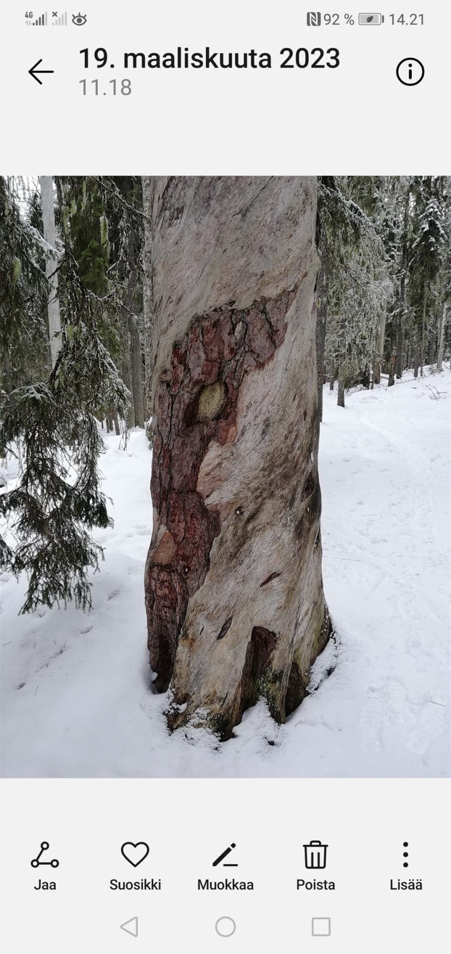 Palokoro kelon kyljessä muistona metsäpaloista