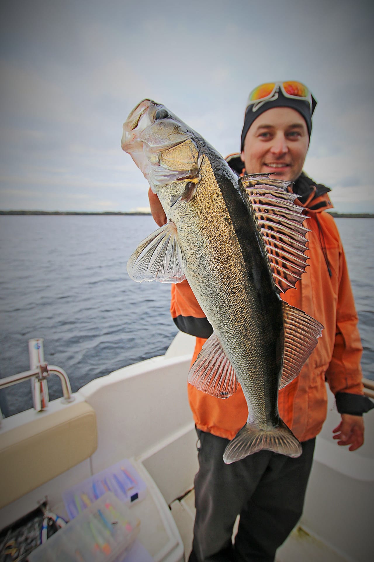 Zander