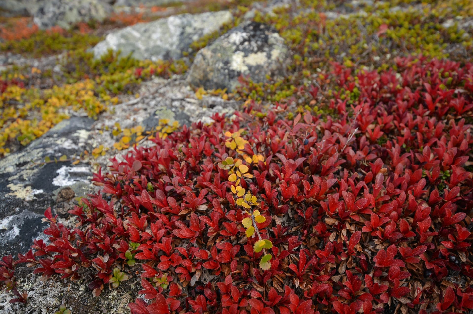 ruska, utsjoki