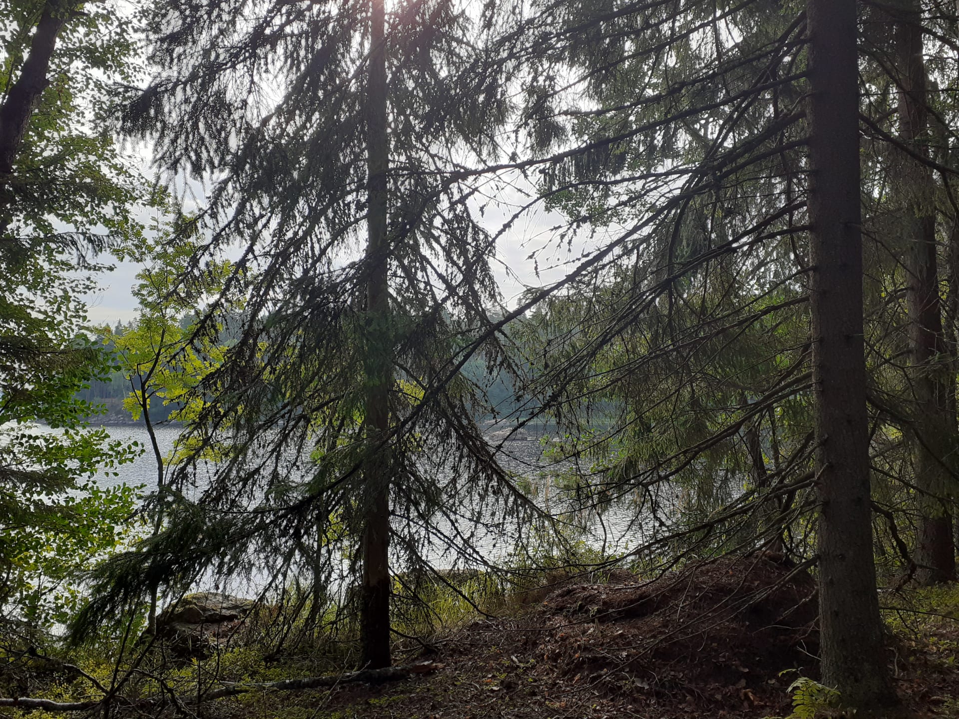 Liesjärvi old forest