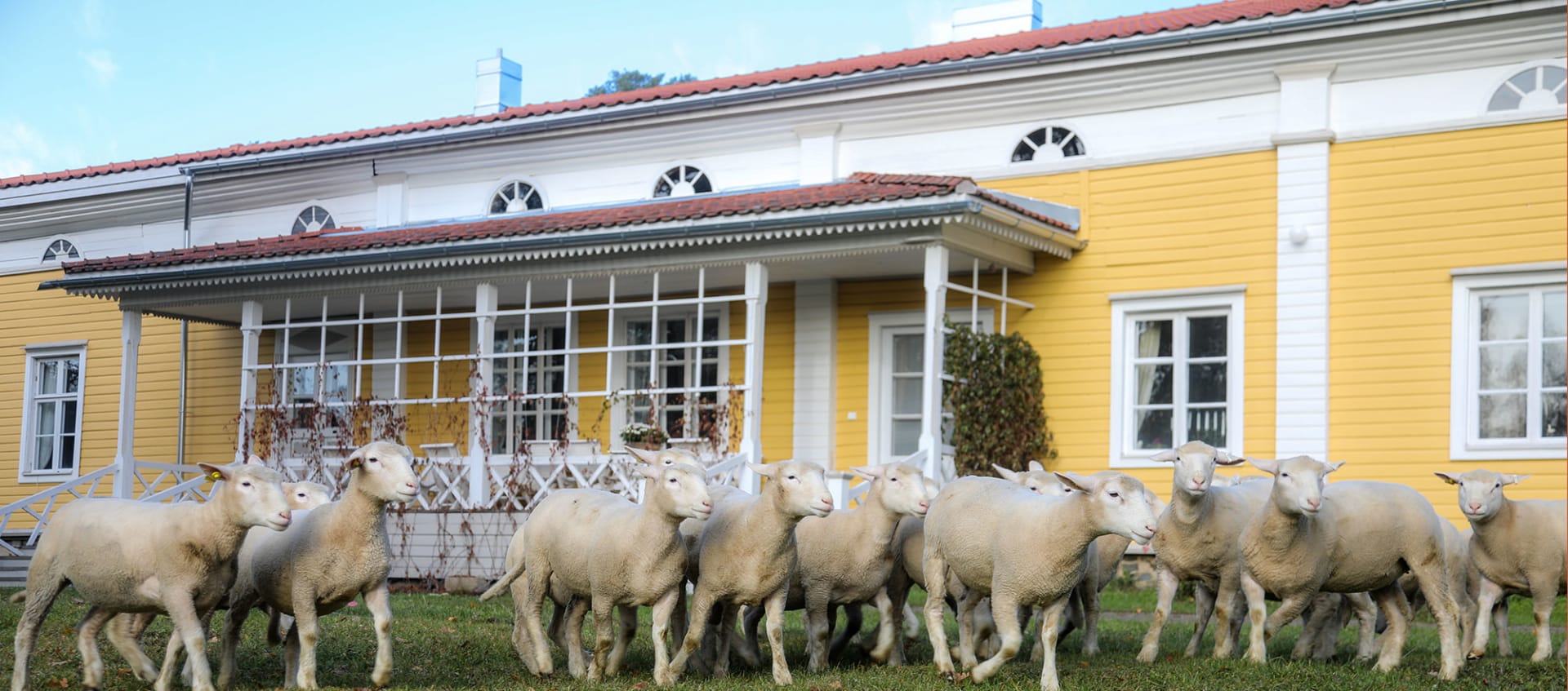 Sheep in front of an yellow Putkisalo Manor