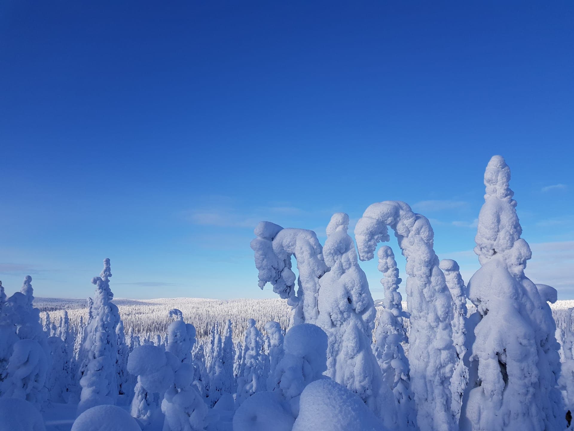 Riisitunturin kansallispuisto lumikenkäretki