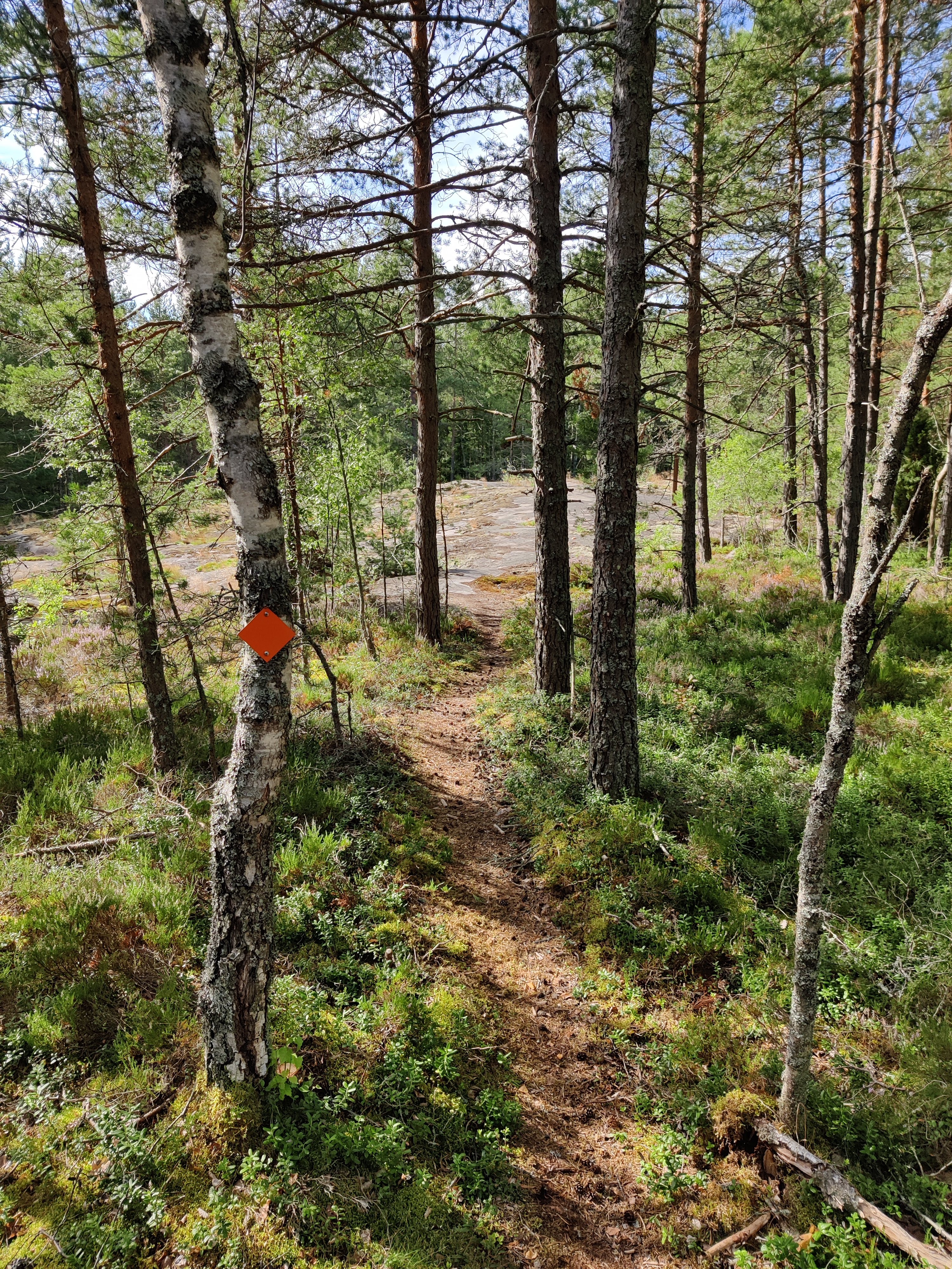 Reitti kulkee myös metsässä.