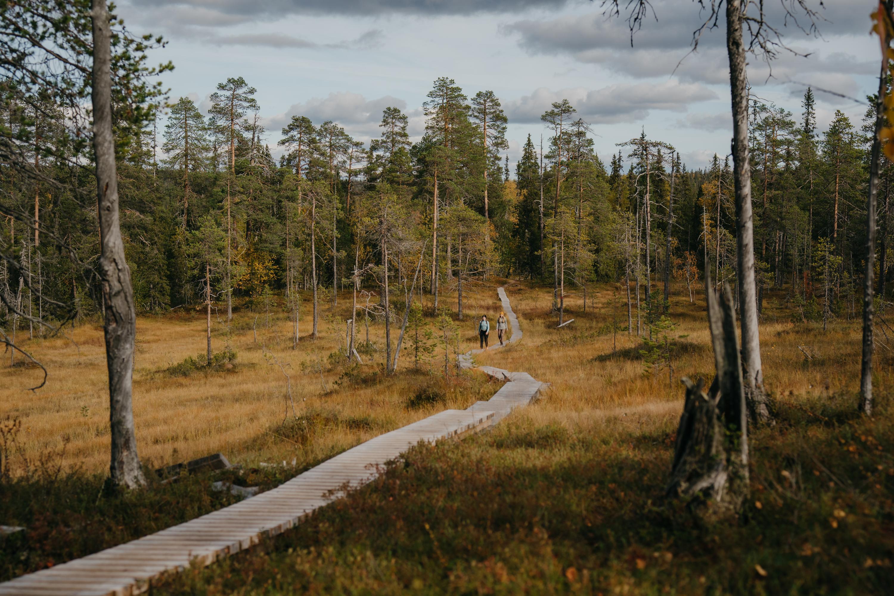 On the Pahanojankuru trail, the wettest parts of the trail are crossed along duckboards.
