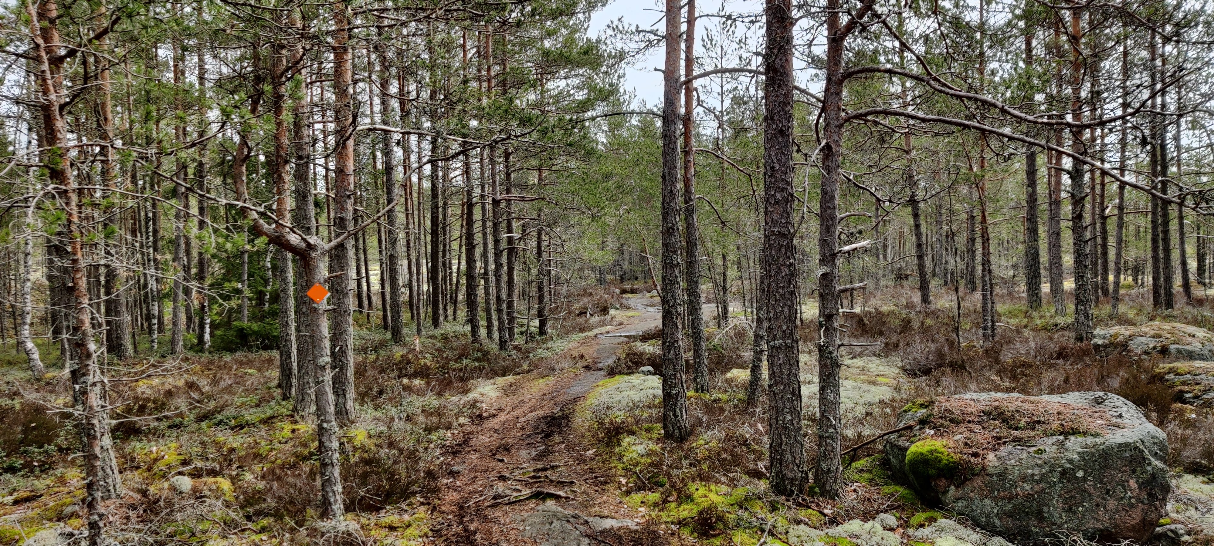 Reitillä on sekä metsää että avokallioita.