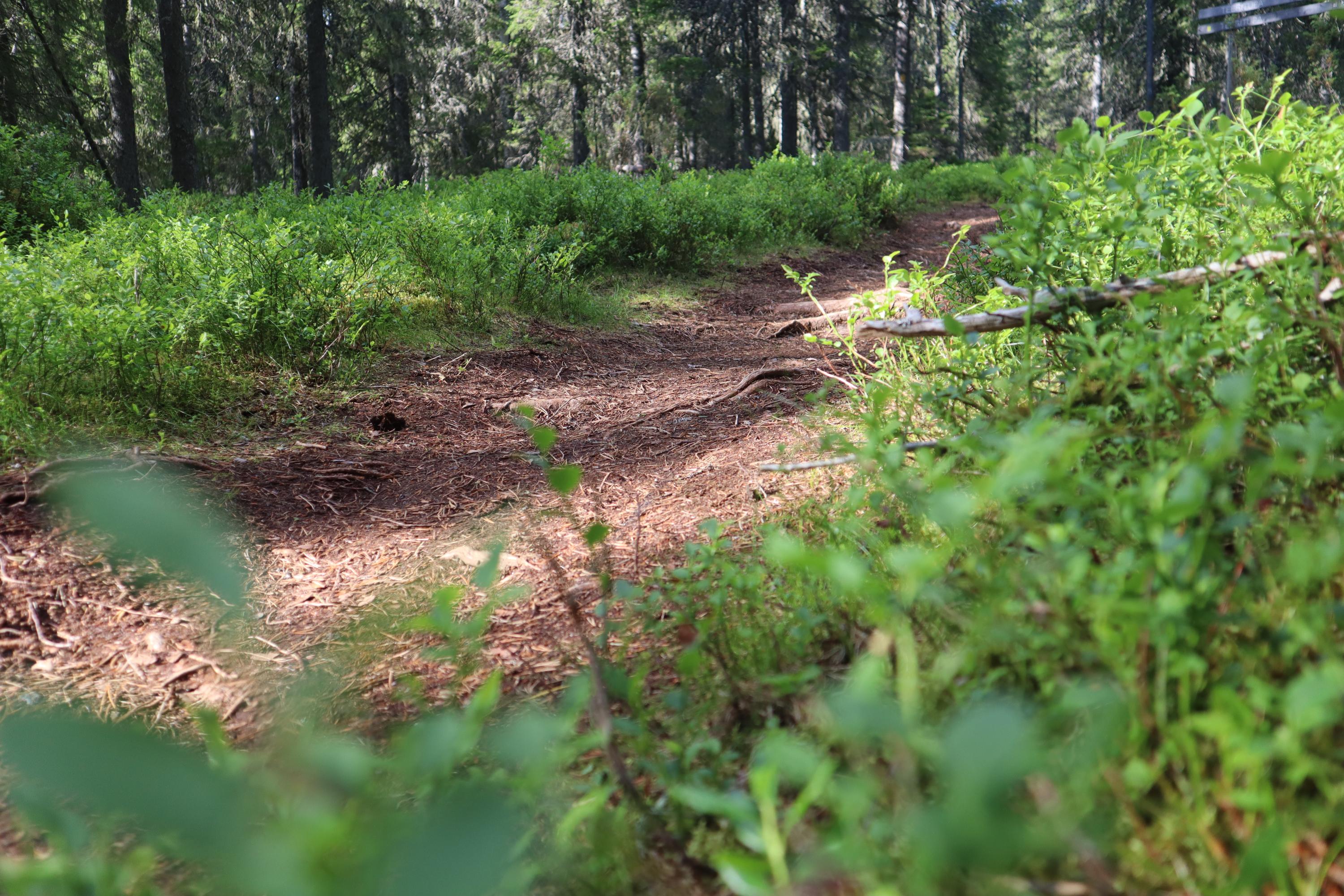 The trail of the Teerivaara loop is mostly in its natural state.
