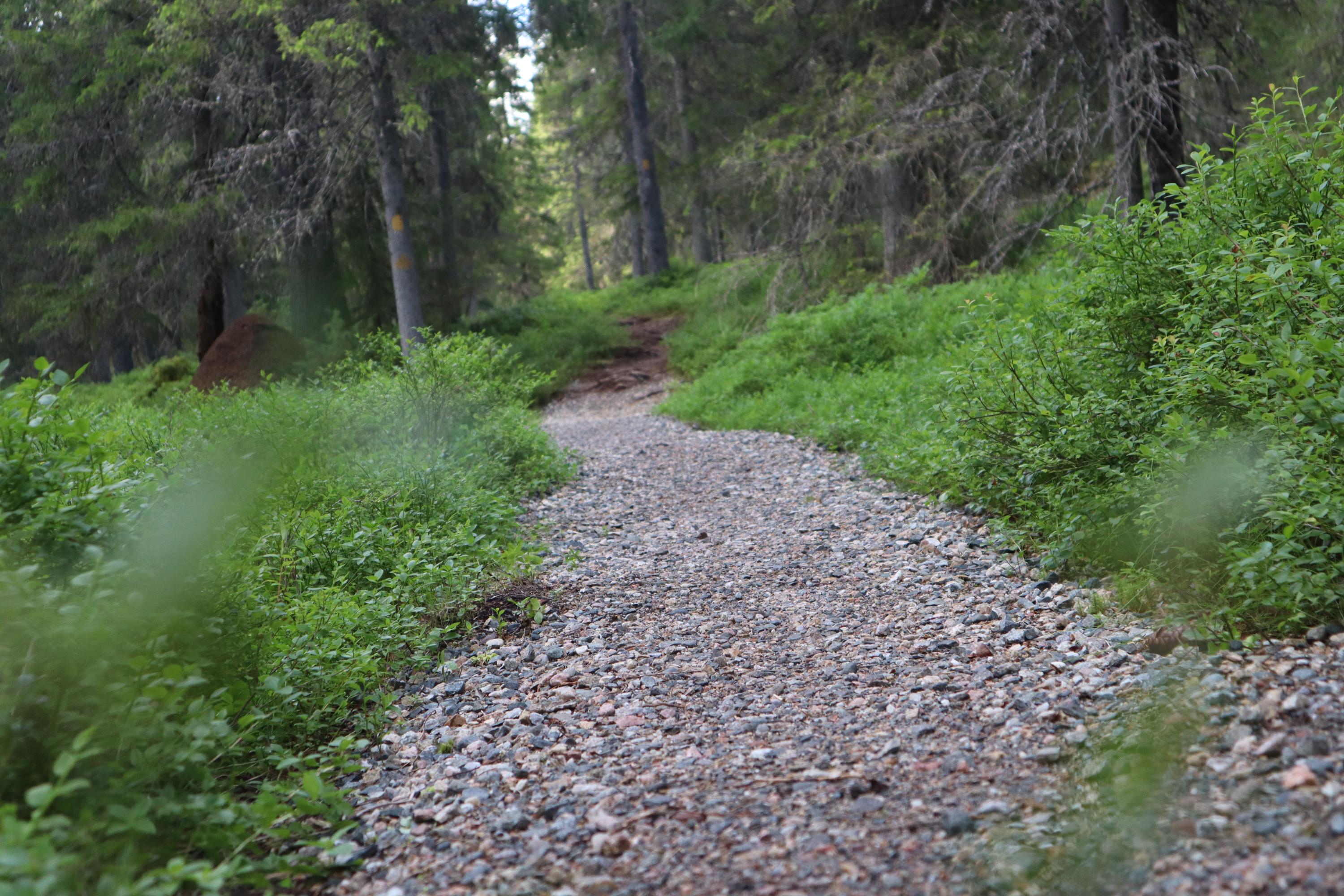 The wettest and most worn-out parts of the path are gravel-covered.