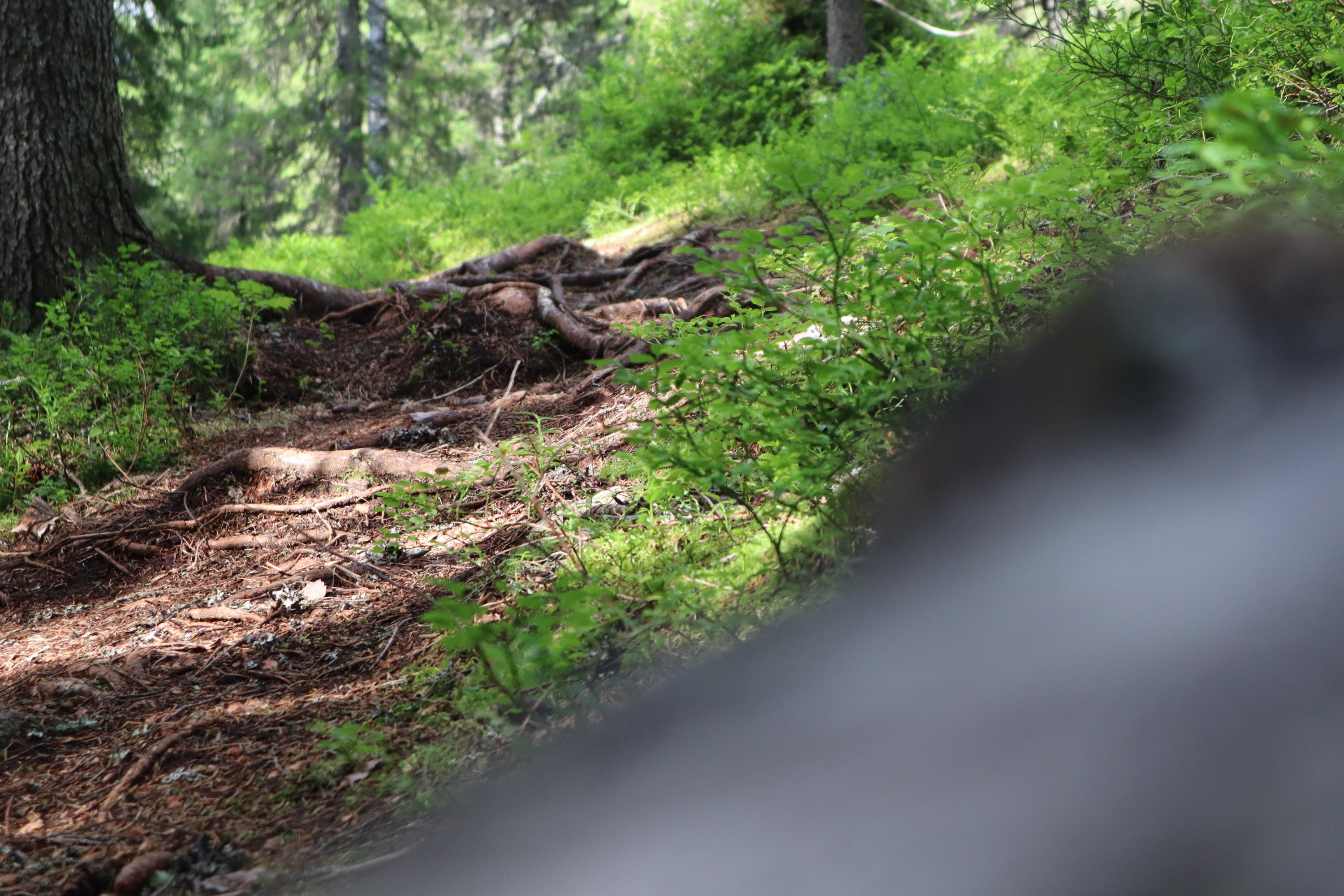 The path is rooty in places.