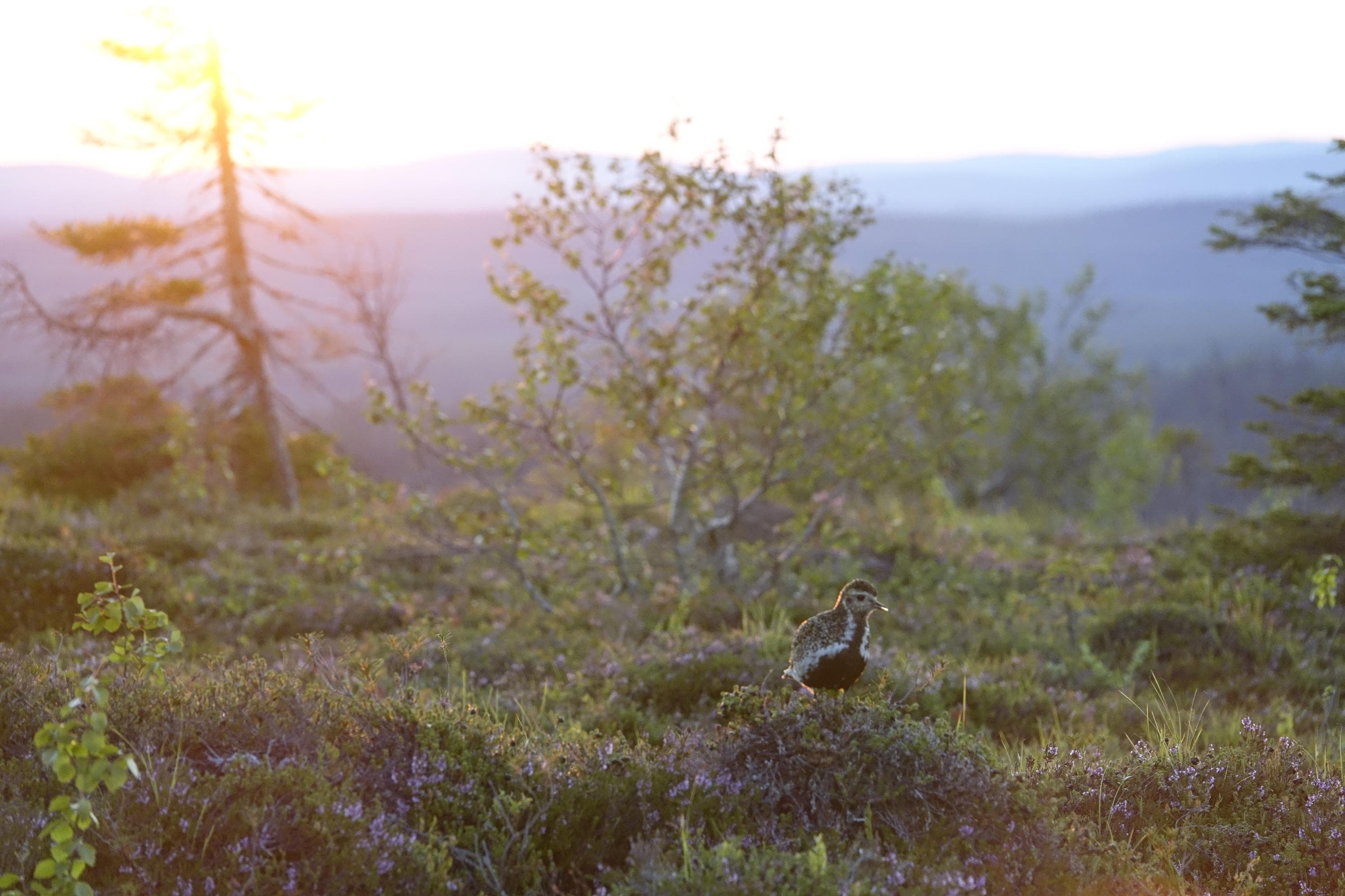 Kuvassa näkyy harvapuustoista tunturinummea, jolla seisoo kapustarinta. Taustalla näkyy keskiyön auringon keltaiseksi värjäämää taivasta. 