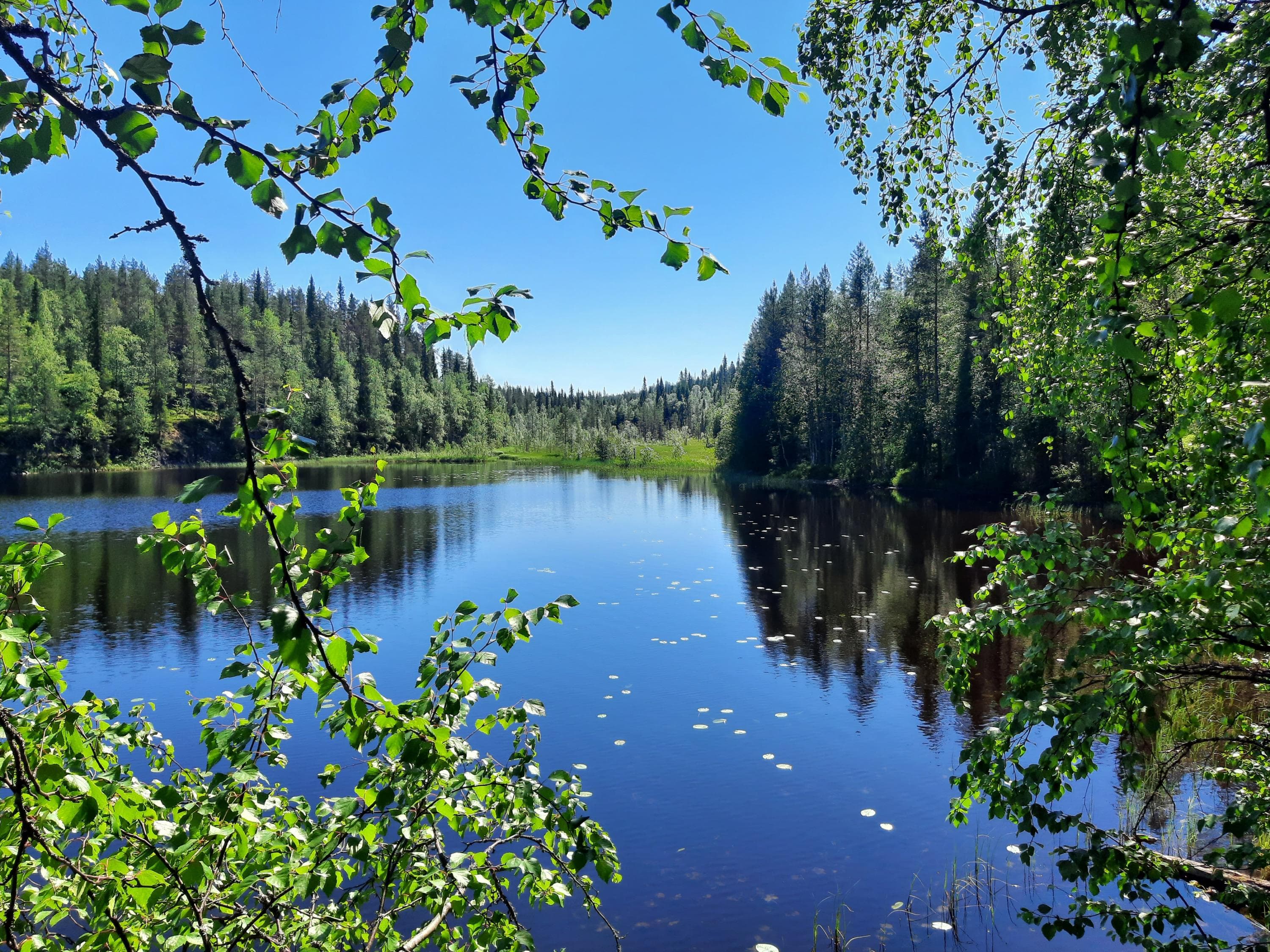 Kuva on kesäkuussa otettu järven rannalta järvelle päin. Kuvan etualalla on vihreitä koivunoksia ja takana näkyy järvi sekä sinistä taivasta. 