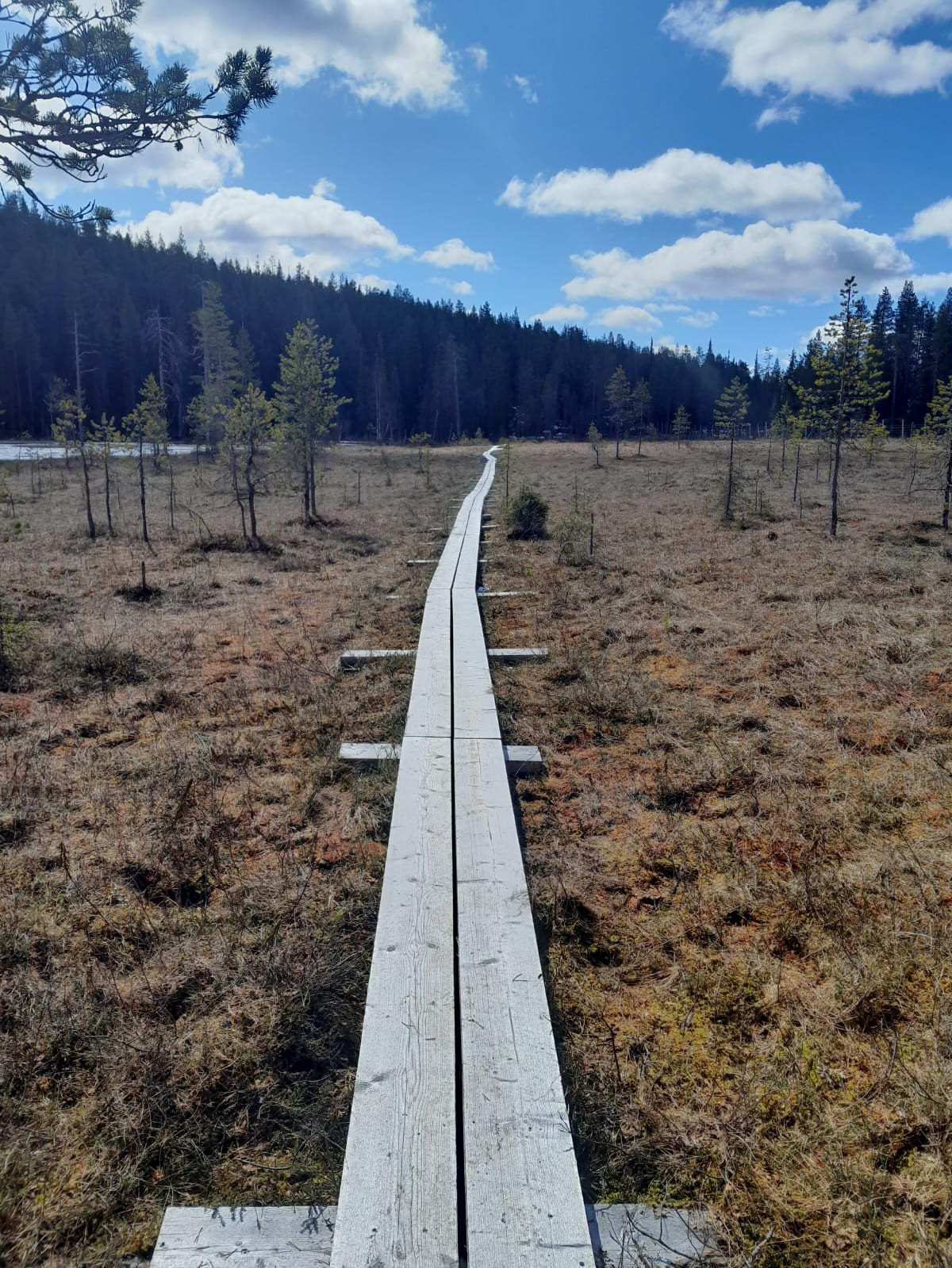 On the Kolmiloukkonen trail, the swamp sections are crossed using duckboards.