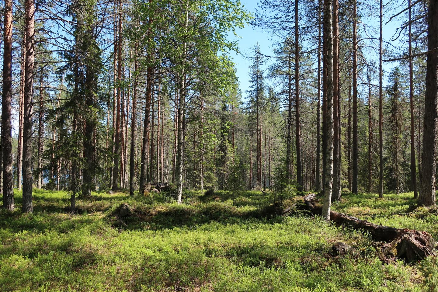 Mäntyvaltaista metsää, jonka keskellä näkyy pienesti vanhan savottakämpän jäännökset. Maassa kasvava varpukasvillisuus loistaa vihreänä kesäauringon säteissä.