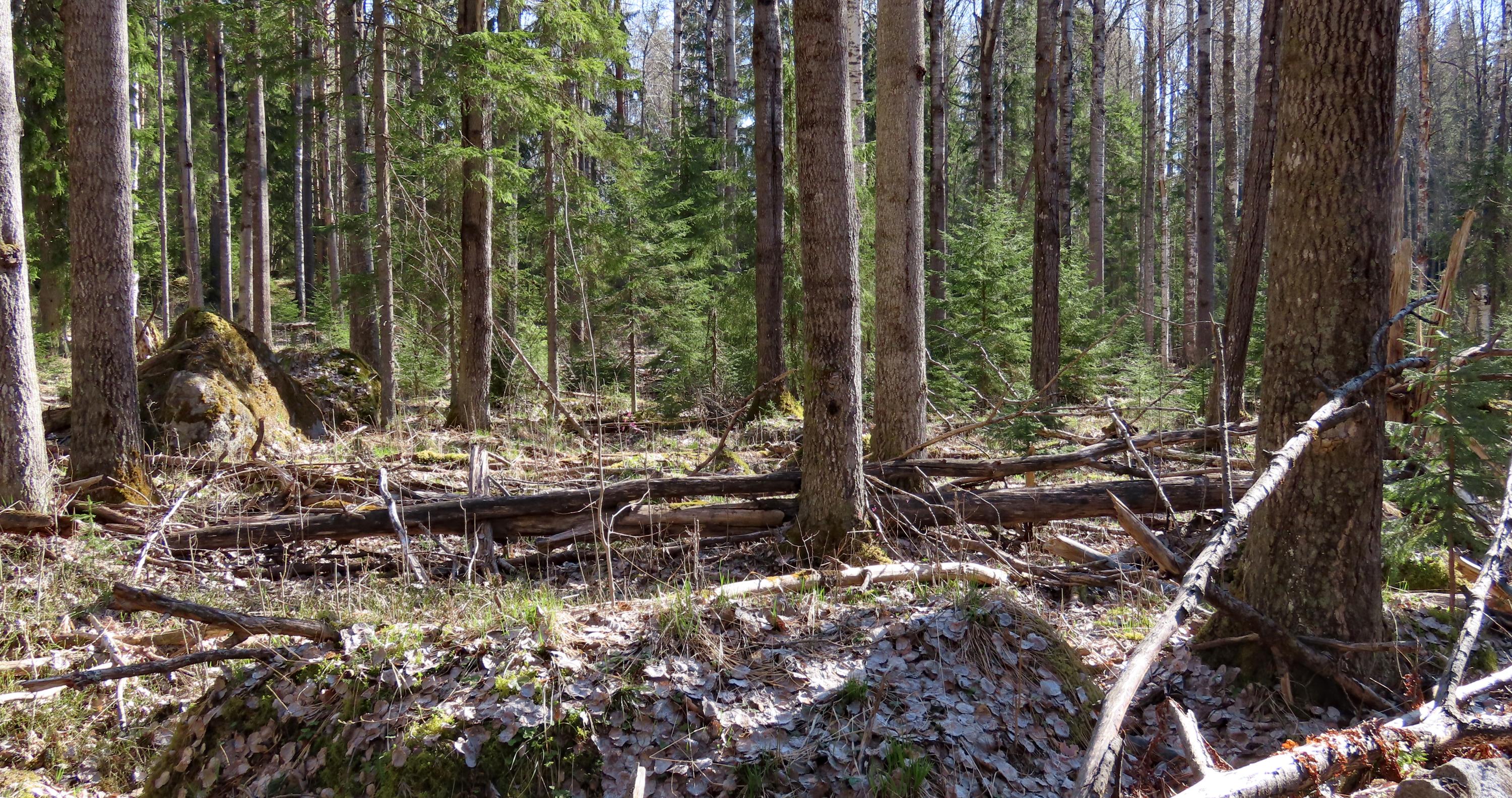 Linnansaari National Park. Scenery along the Linnonpolku trail.

