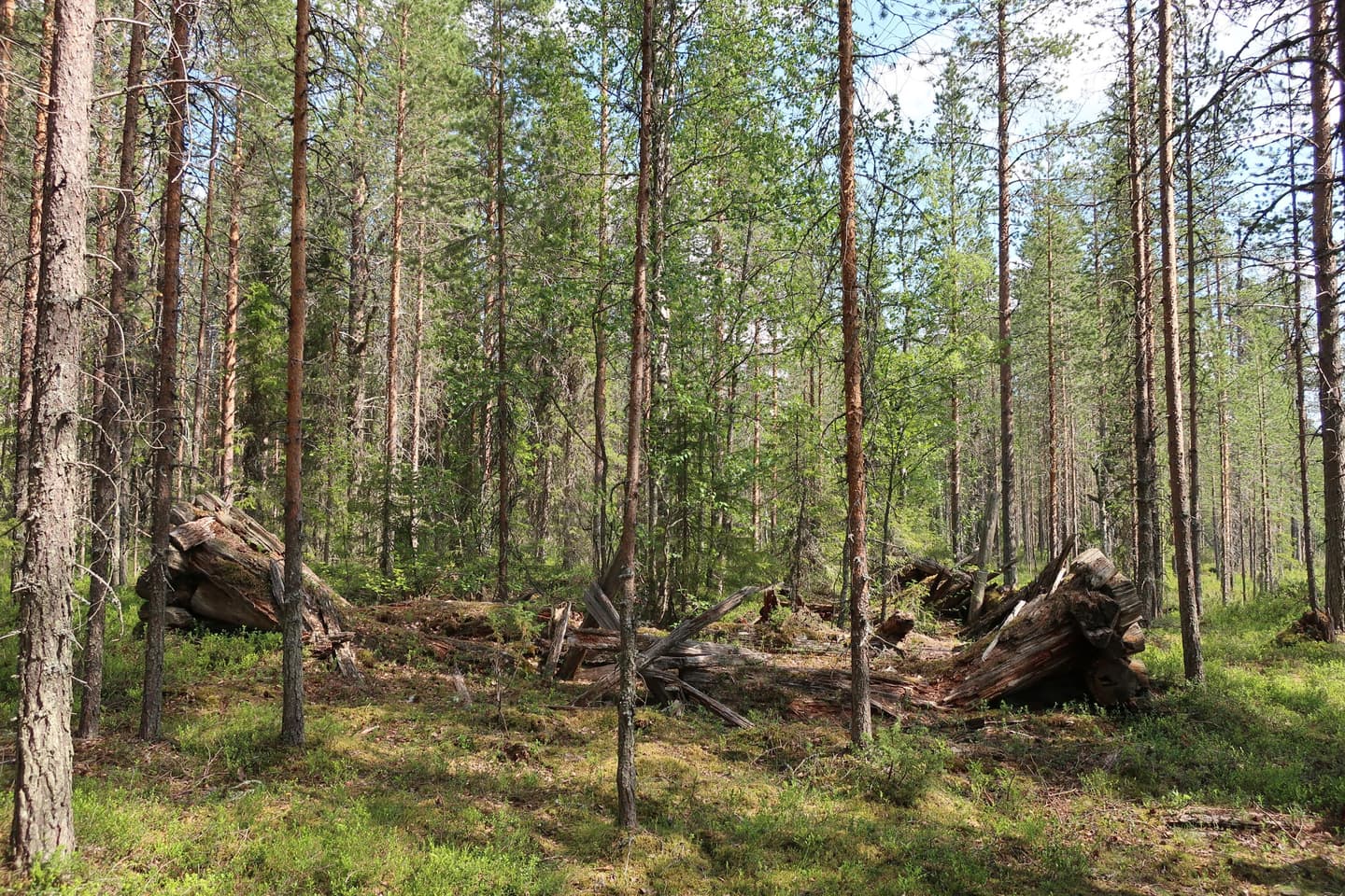 Nuorta mäntymetsää, jonka keskellä näkyy vanhan hirsisen savottakämpän lahonneet jäännökset.