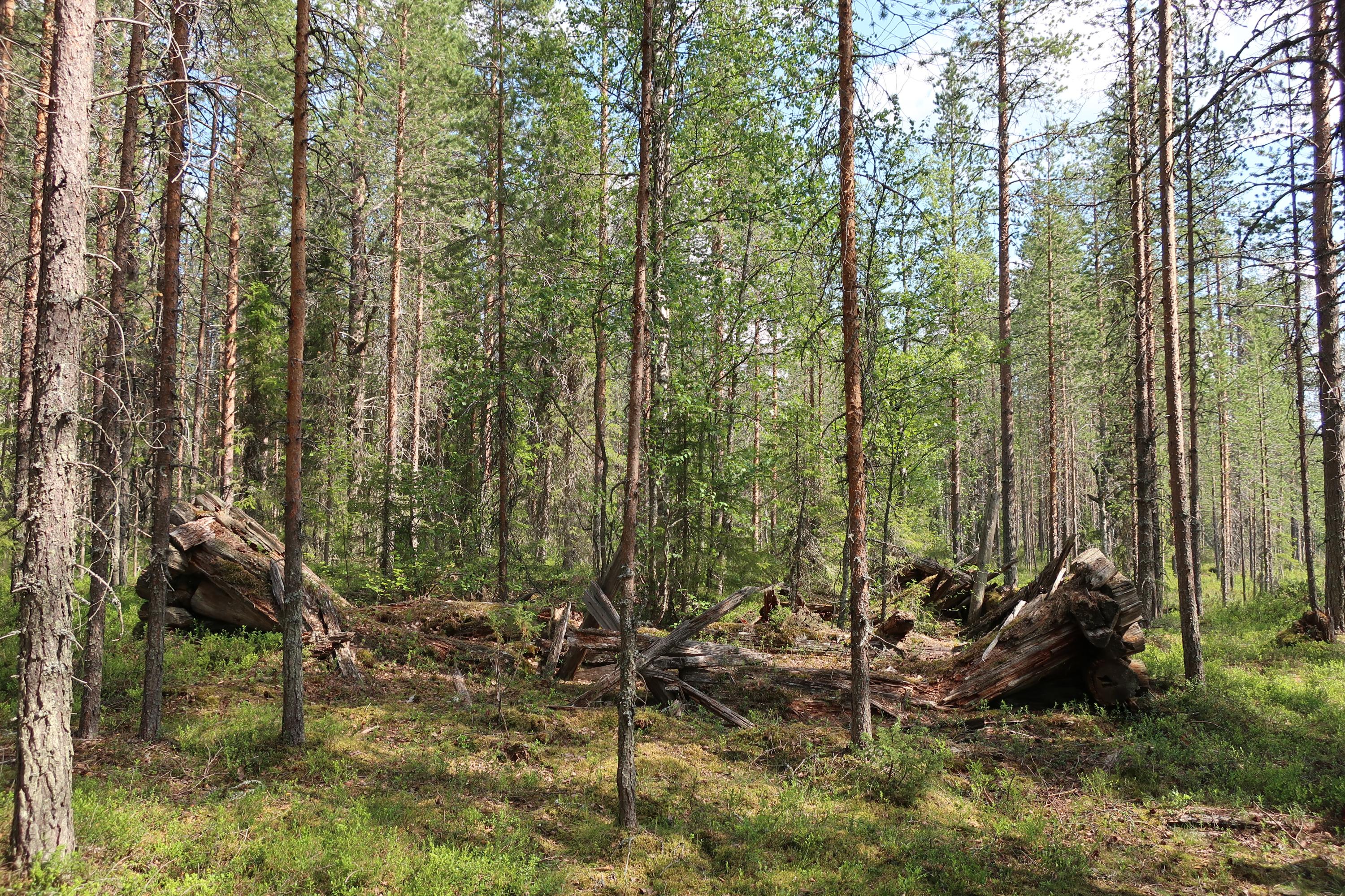 Nuorta mäntymetsää, jonka keskellä näkyy vanhan hirsisen savottakämpän lahonneet jäännökset.