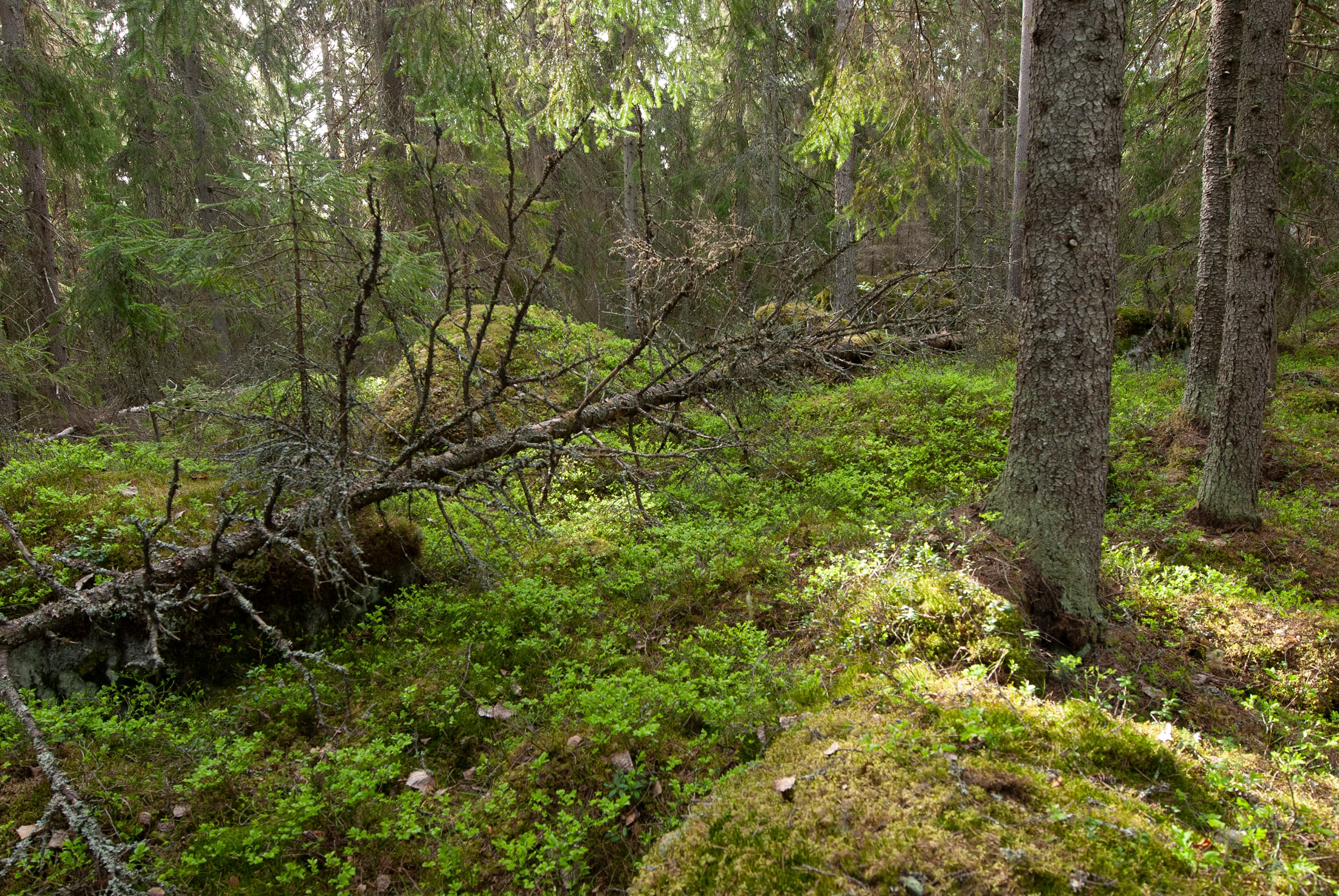 Kvarken Archipelago World Heritage Site. From Öjen Nature Trail.