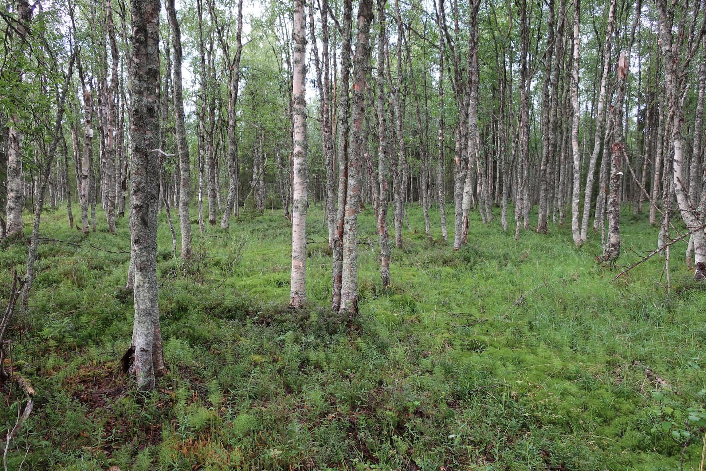 Kuvassa vehreää ja tiheää koivumetsää. Maa on sammaleiden ja kortekasvillisuuden peitossa. Paikka on jäänne vanhasta kalakentästä.