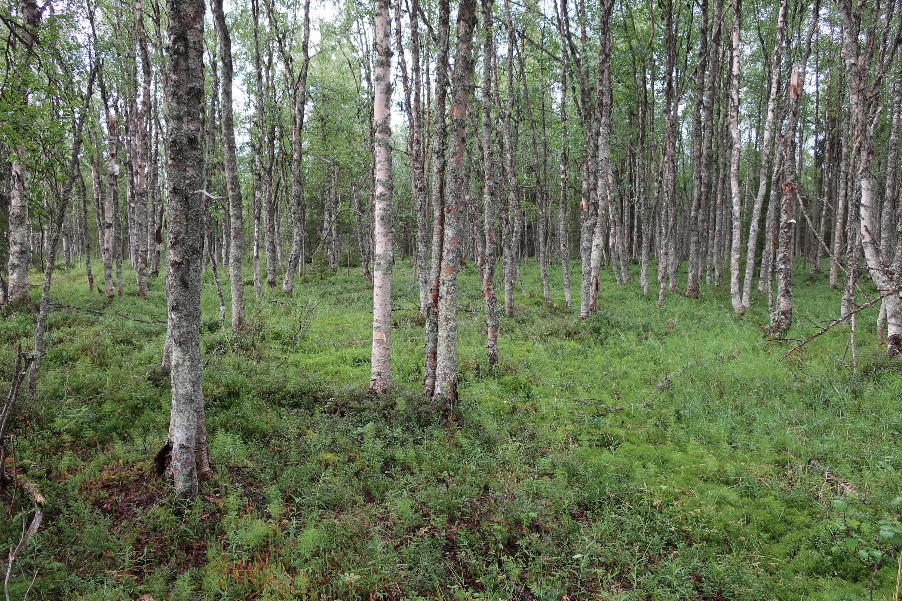 Kuvassa vehreää ja tiheää koivumetsää. Maa on sammaleiden ja kortekasvillisuuden peitossa. Paikka on jäänne vanhasta kalakentästä.