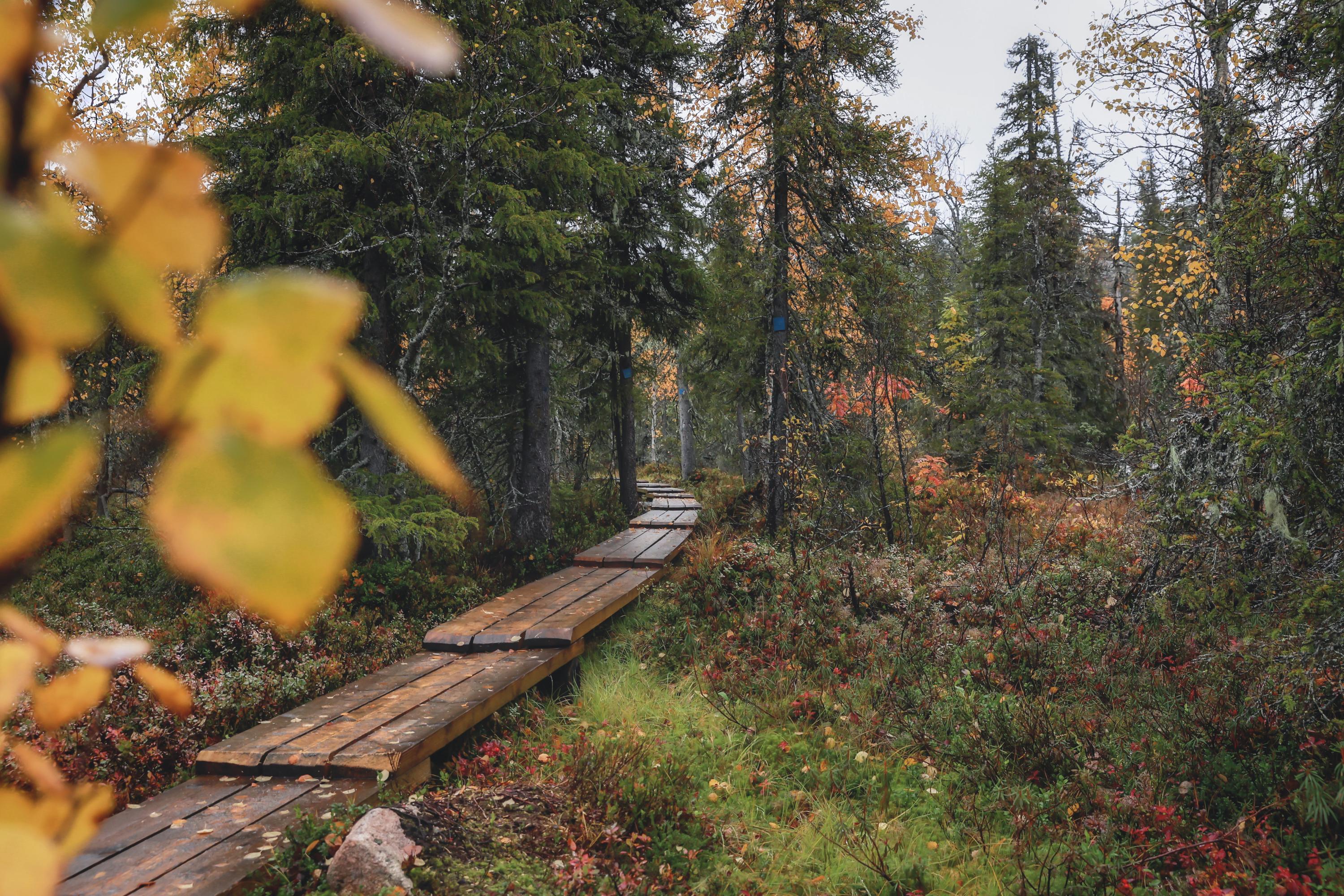 On the Taivaan tavoittelijan taival trail, the wettest terrain sections are crossed using duckboards.