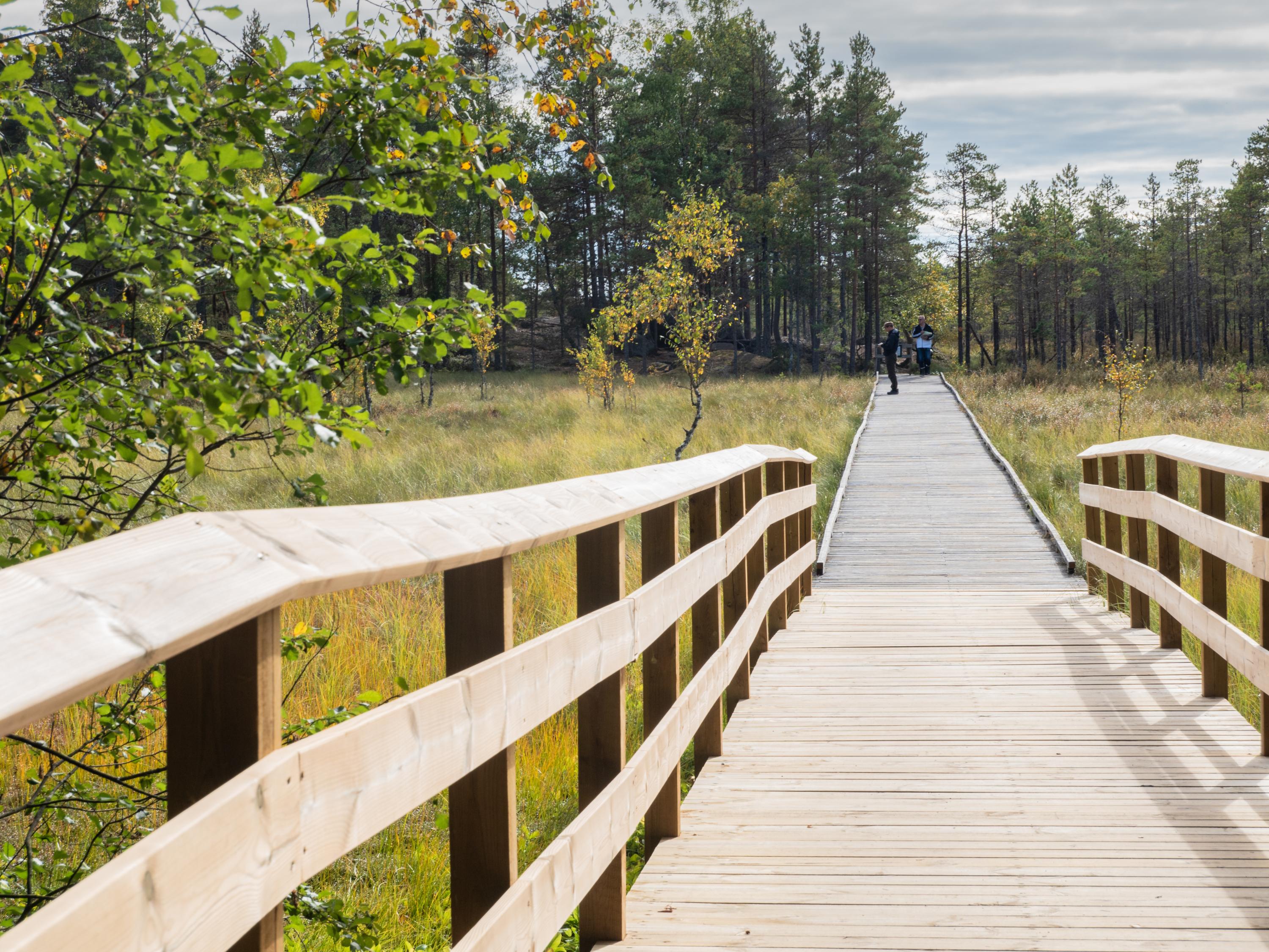 The accessible route of Karpalopolku leads to the marsh area.