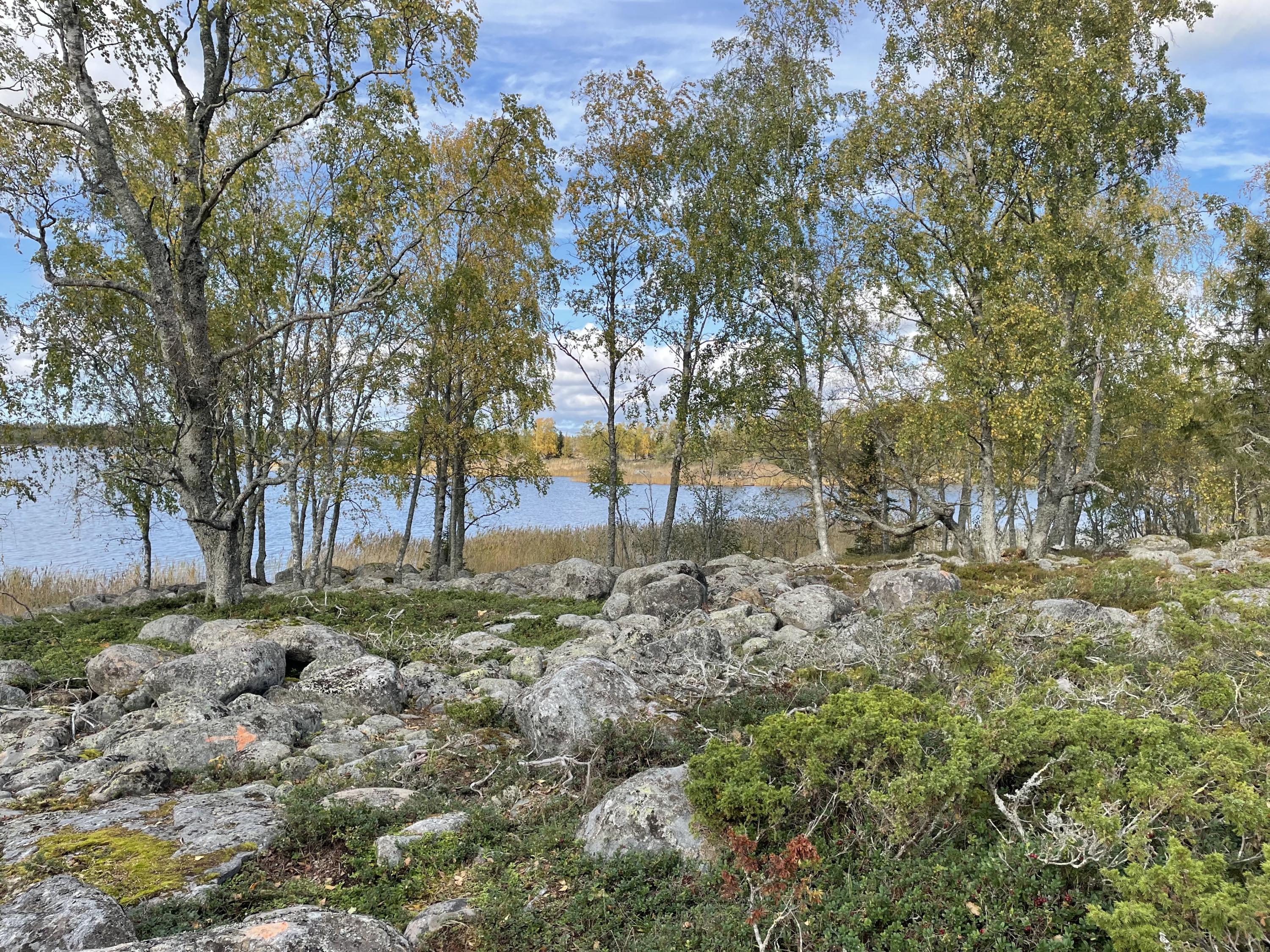 Merenkurkun maailmanperintöalue. Koivikkoa.