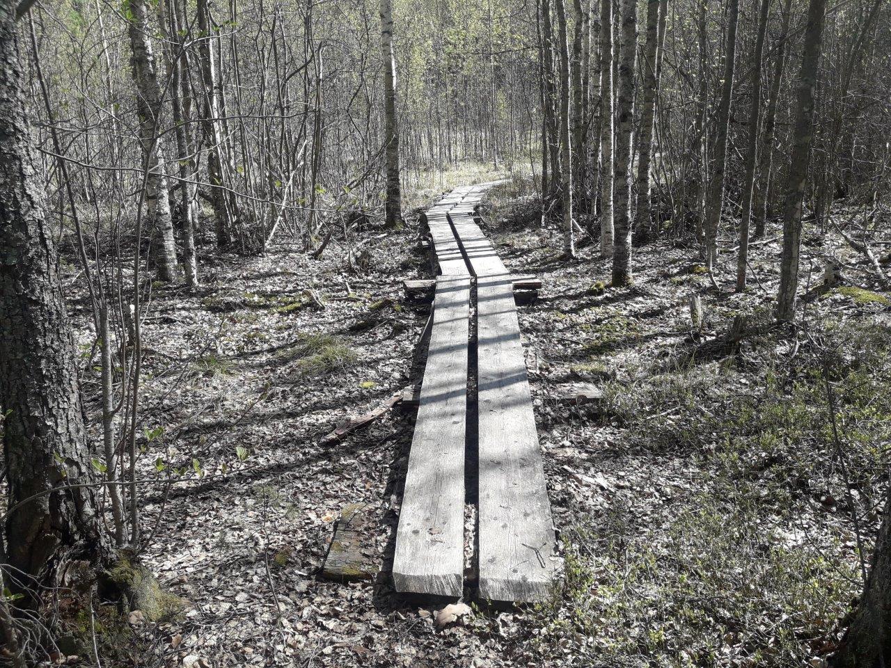 Päijänne National Park. Pulkkilanharju Trail.