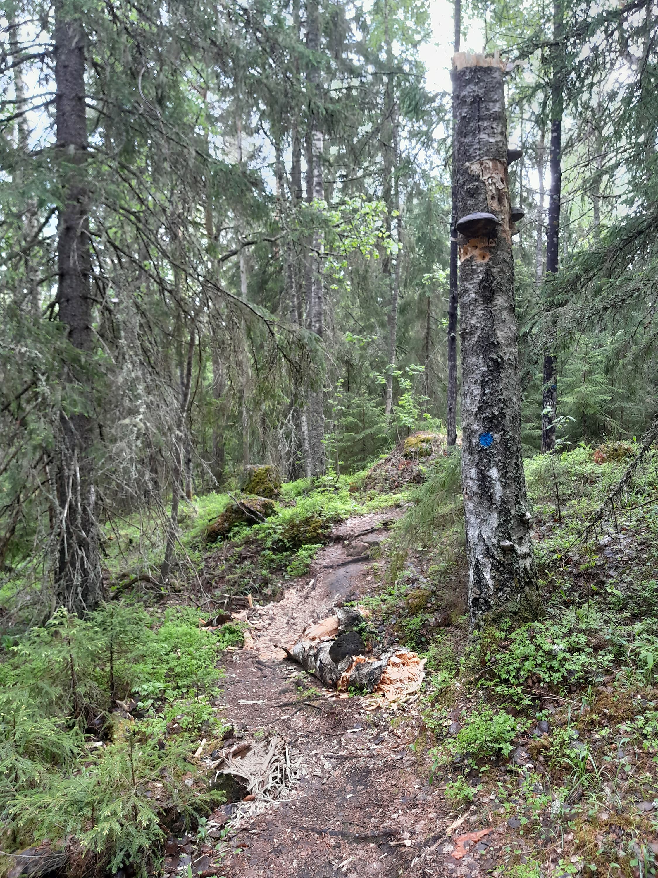 Päijänne National Park. Kammiovuori Trail.