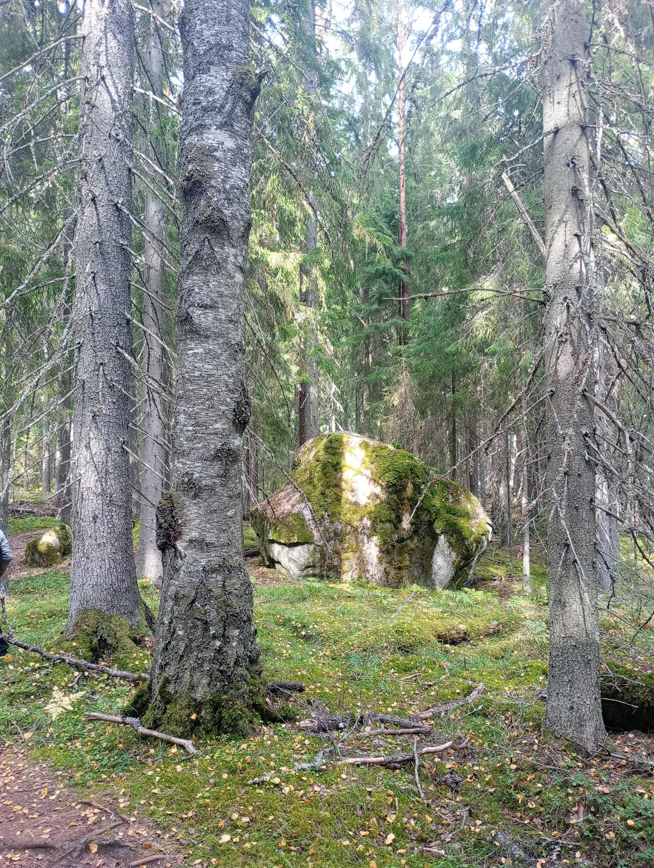 Liesjärven kansallispuisto. Ahonnokka.