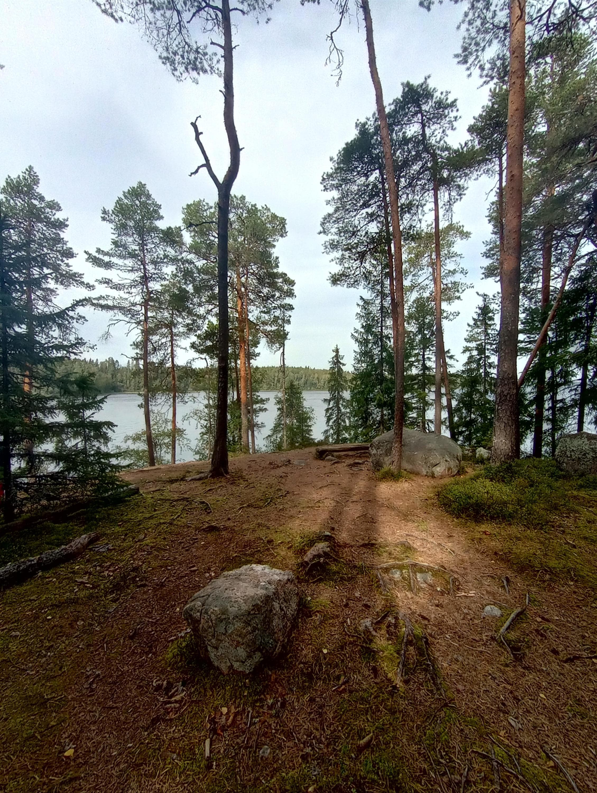 Liesjärven kansallispuisto. Ahonnokka.