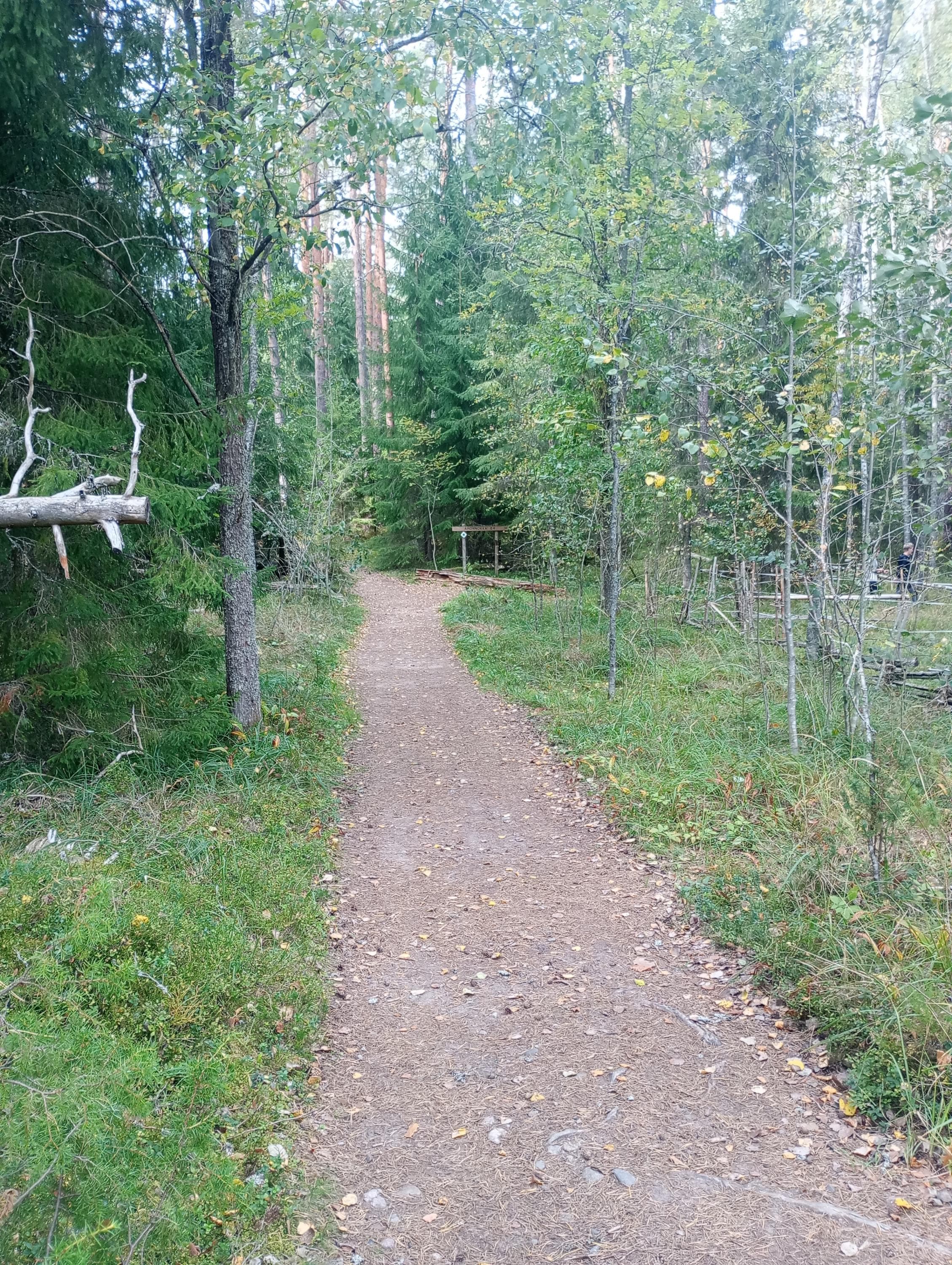 Liesjärven kansallispuisto. Pohjantikan polku.