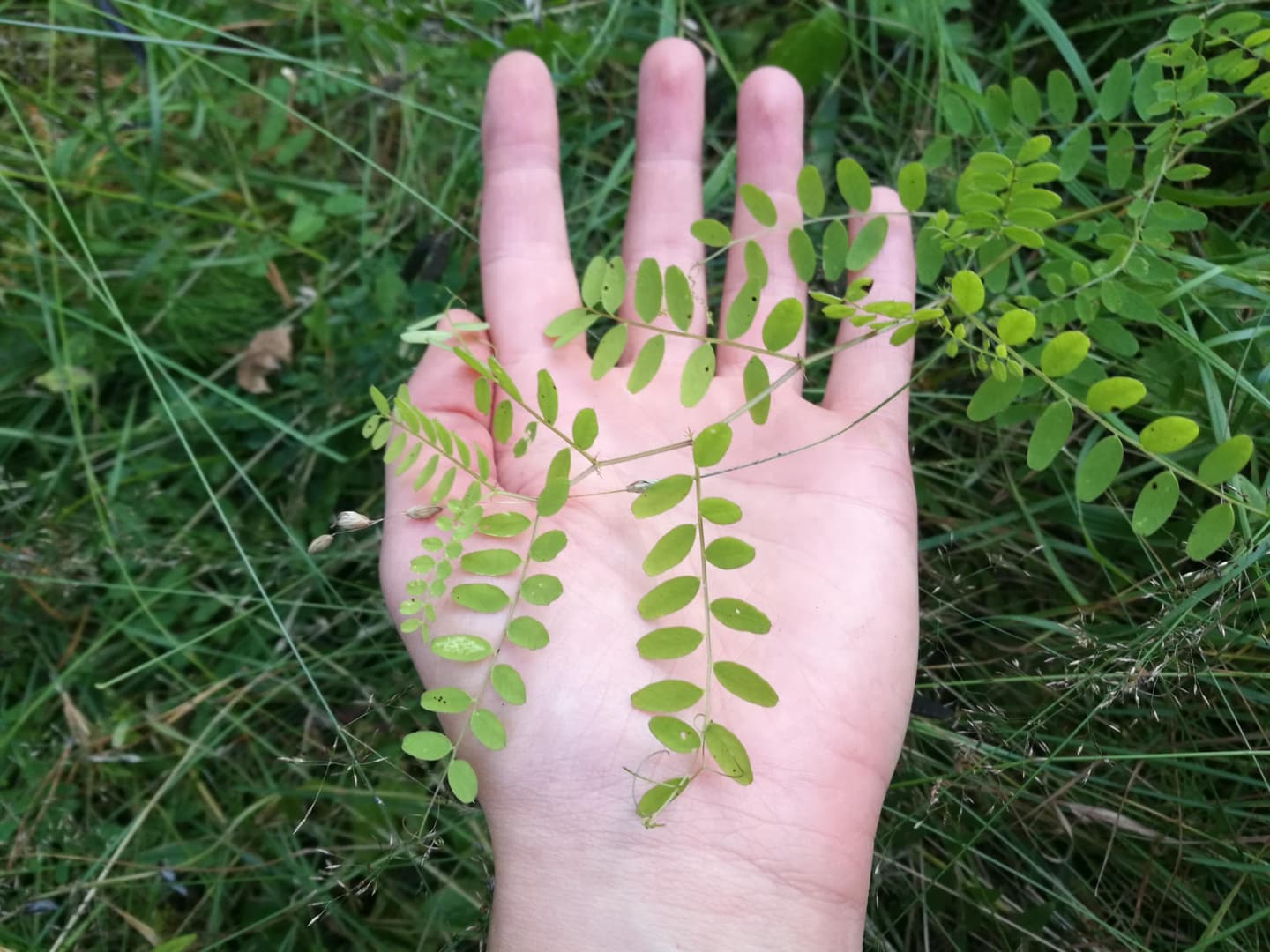 En hand rör vid en vicker.