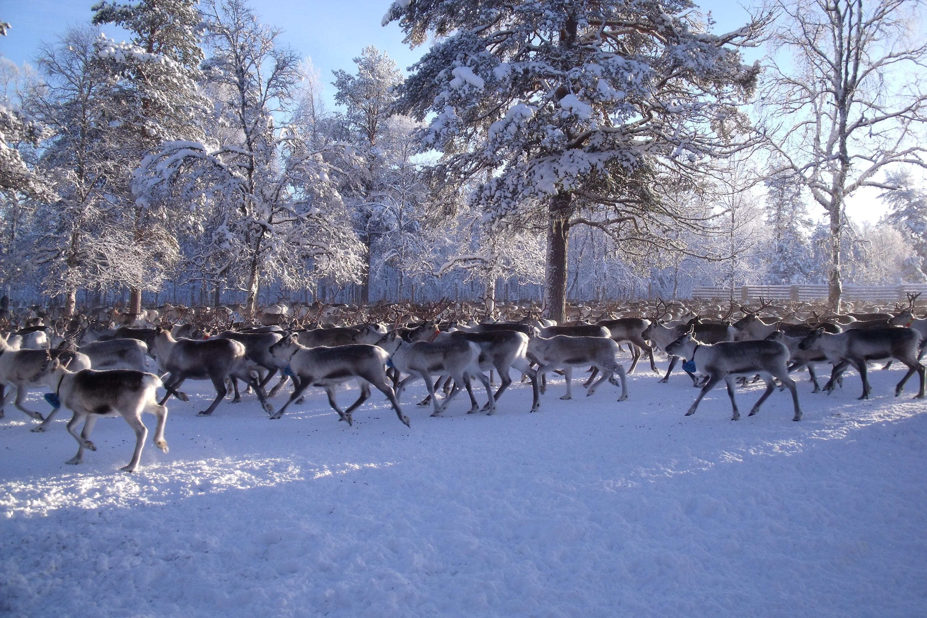 Porotokka on aitauksessa talvella. Ilma on kirkas ja selvästi on pakkassää.