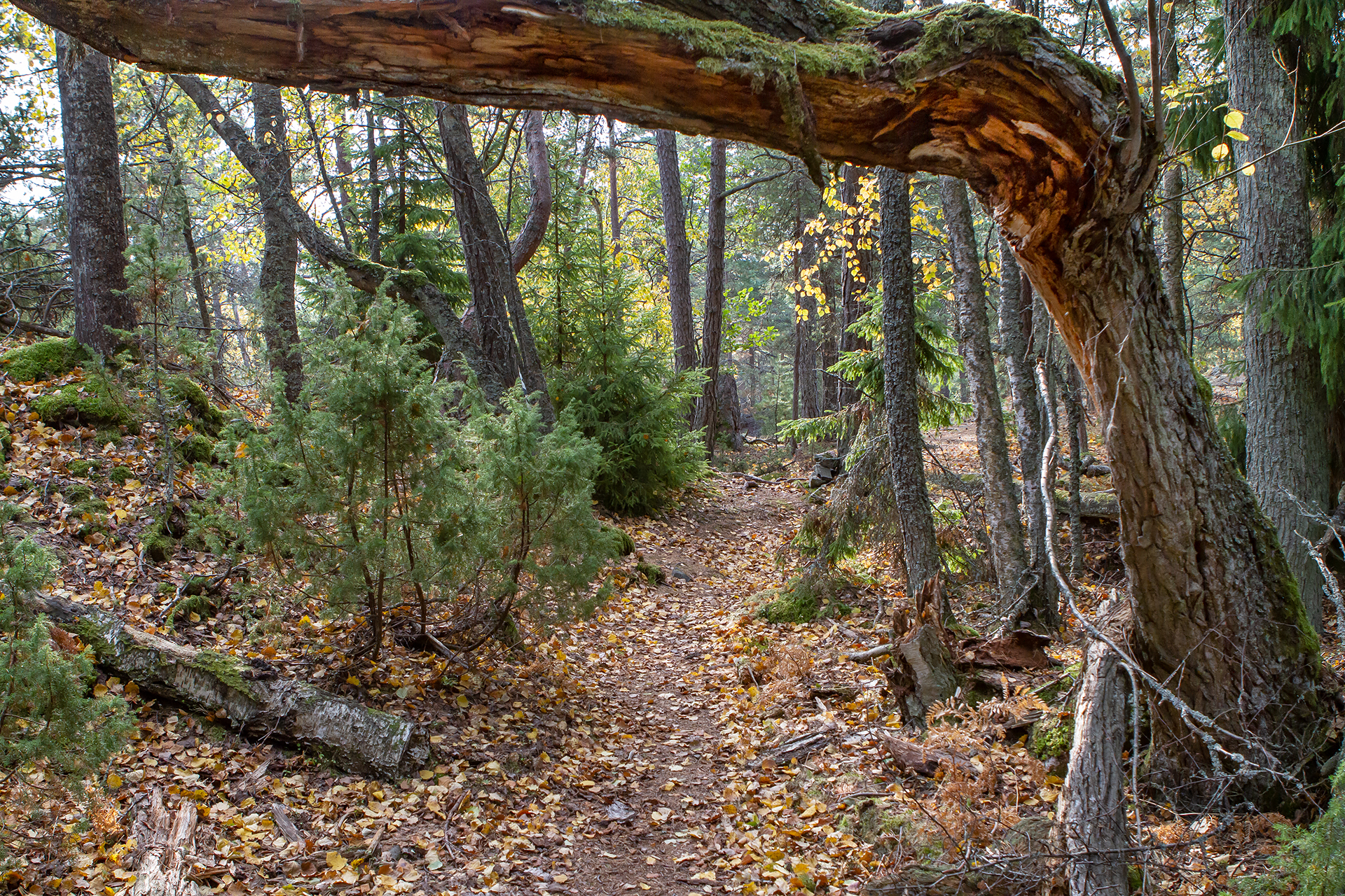 Högland Nature Trail
