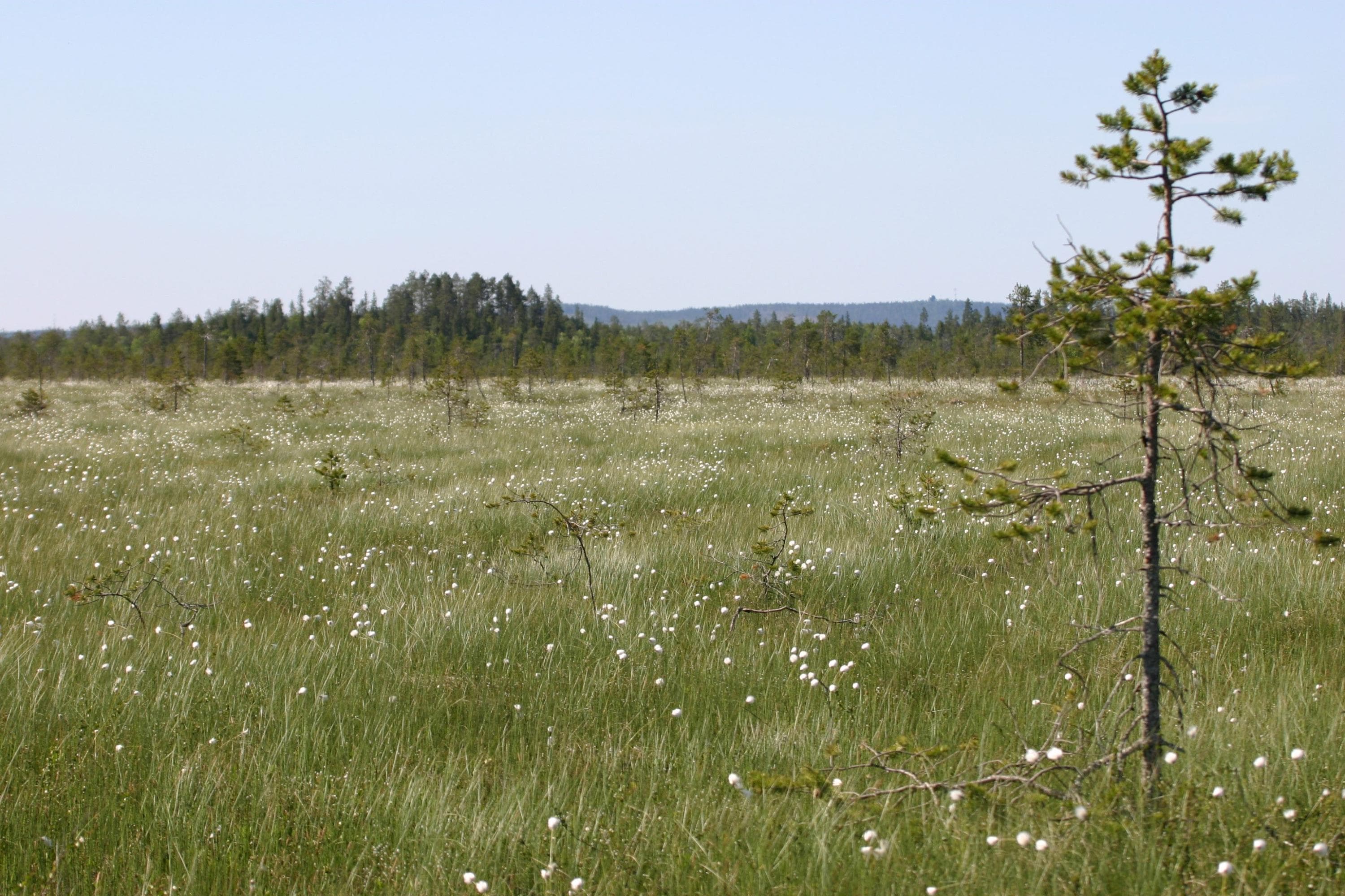 Kivalonaapa.
