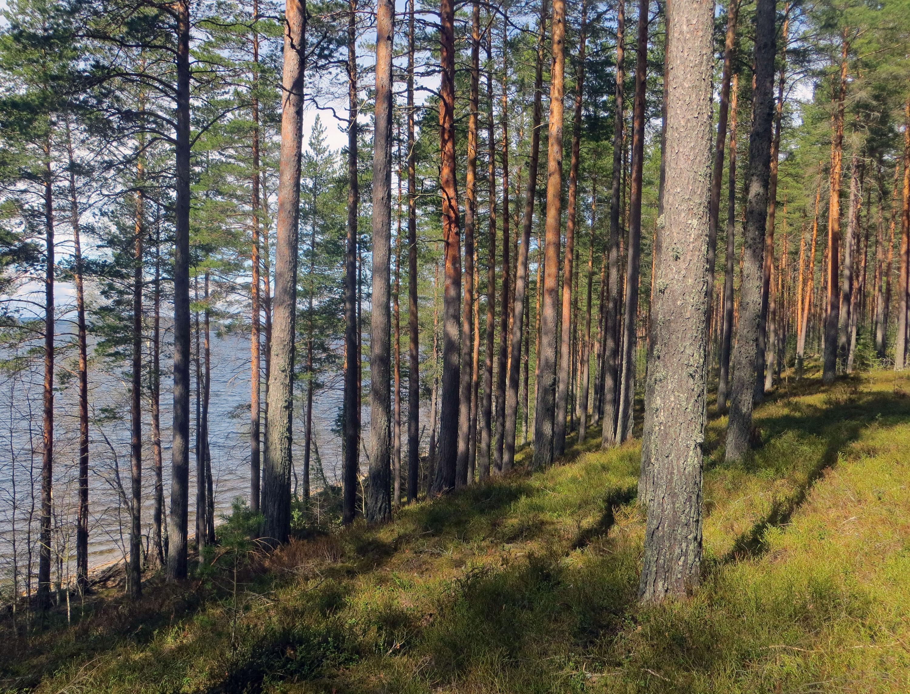 On the island of Kelvenne in Päijänne National Park.