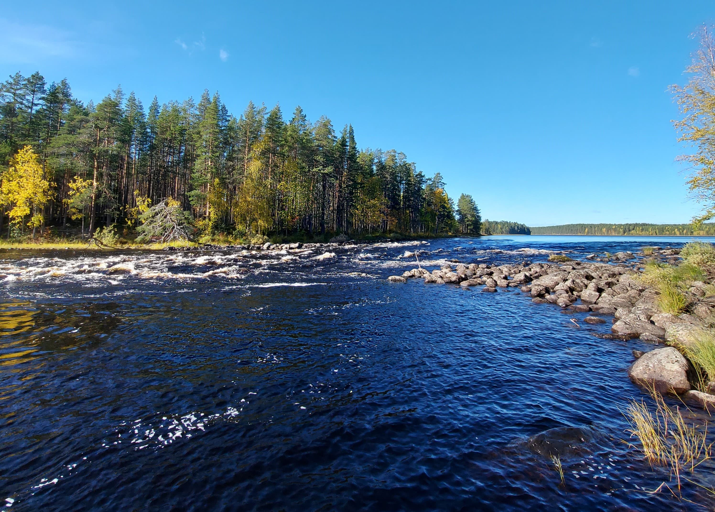 Maisemassa on kosken suvanto, jota halkoo kivikko. Taustalla mäntymetsää. 