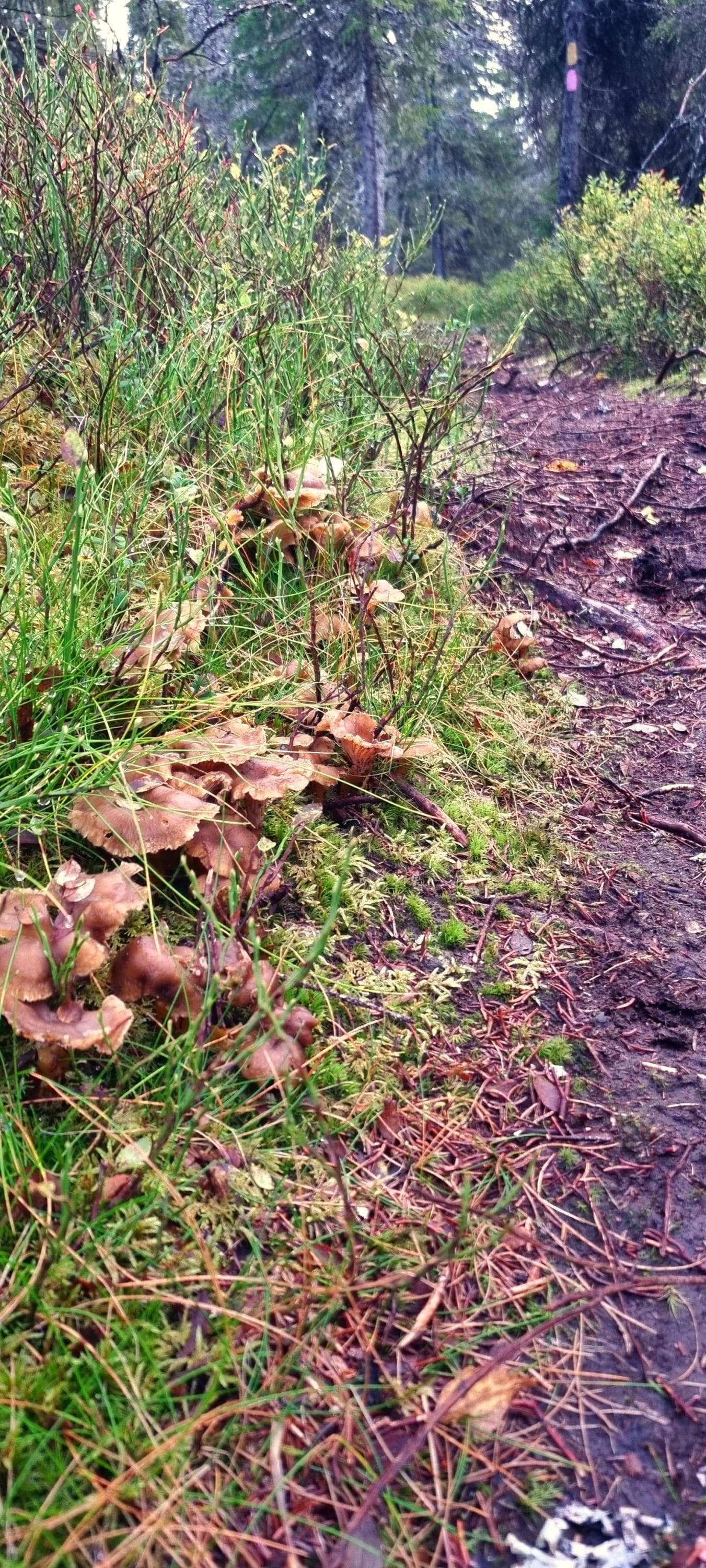 Ahmankierroksen varrelta voi loppusyksystä poimia täydennystä retkiruokaan. Suppilovahveroita löytyy hyvin Syötteen kuusimetsistä.