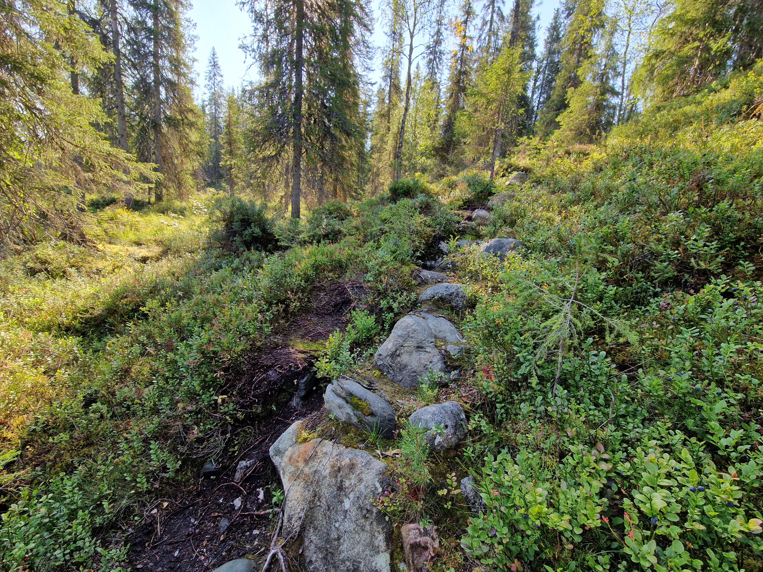 Rytivaaran kierroksella on paikoin hankalakulkuista maastoa.