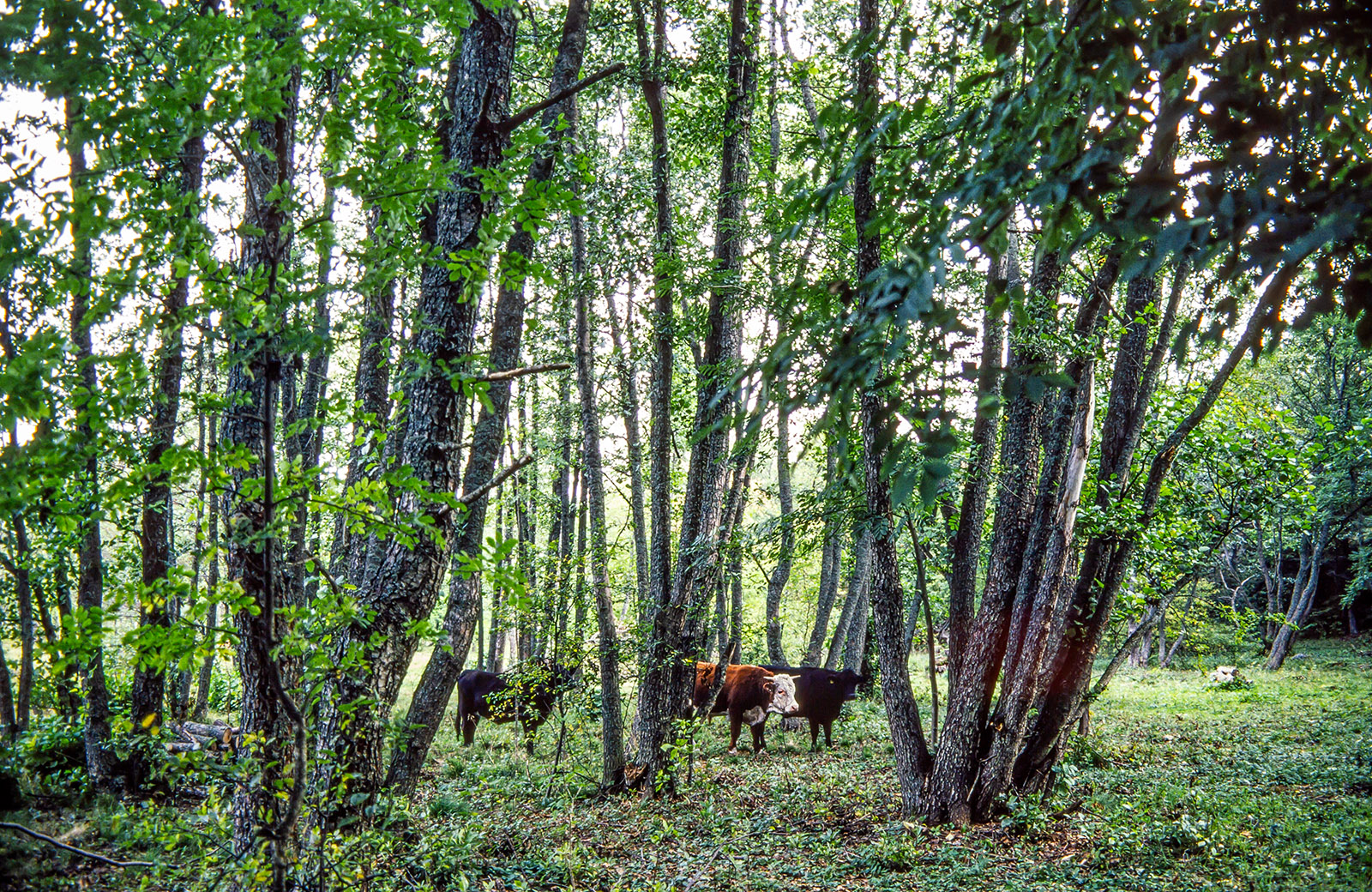 Nautoja vehreällä metsälaitumella