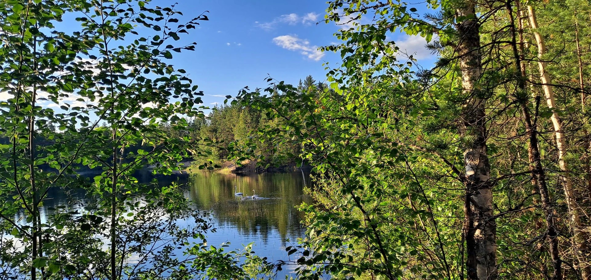 Joutsenia Haaruskankaan lammella.