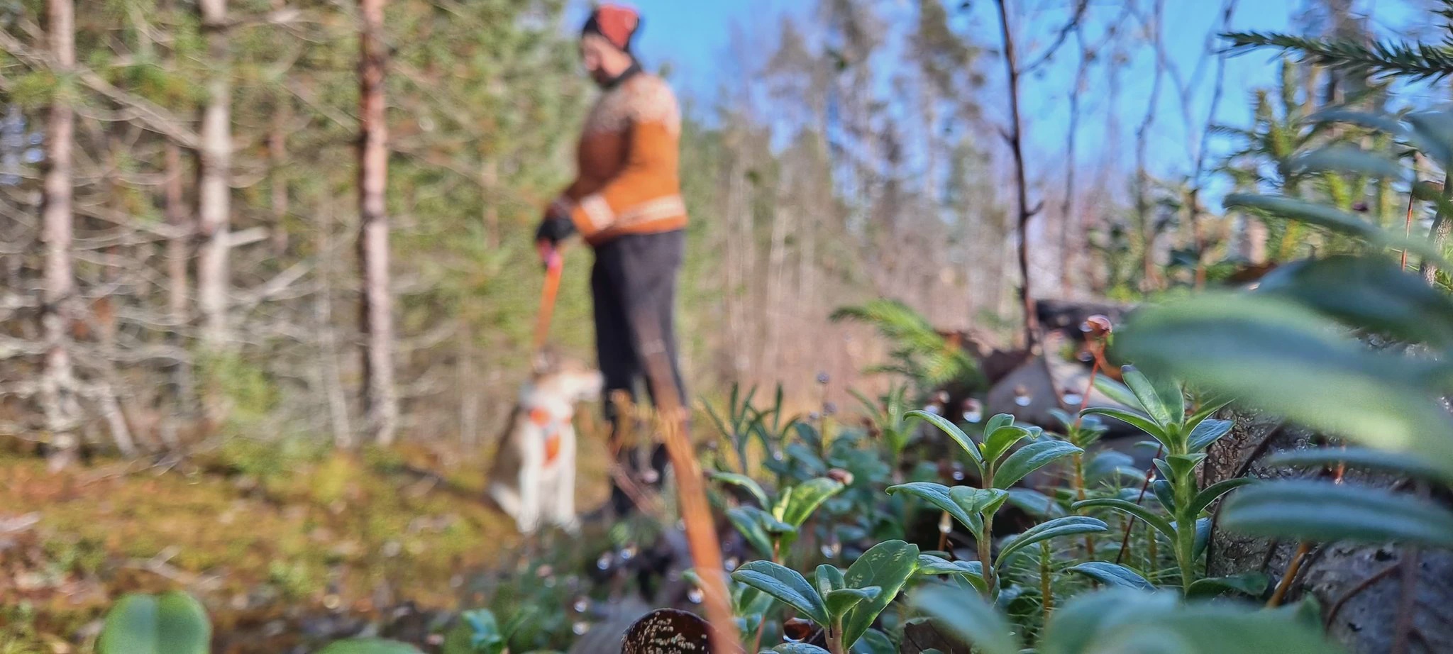 Koiran ulkoiluttaja Karhulaan johtavalla polulla.