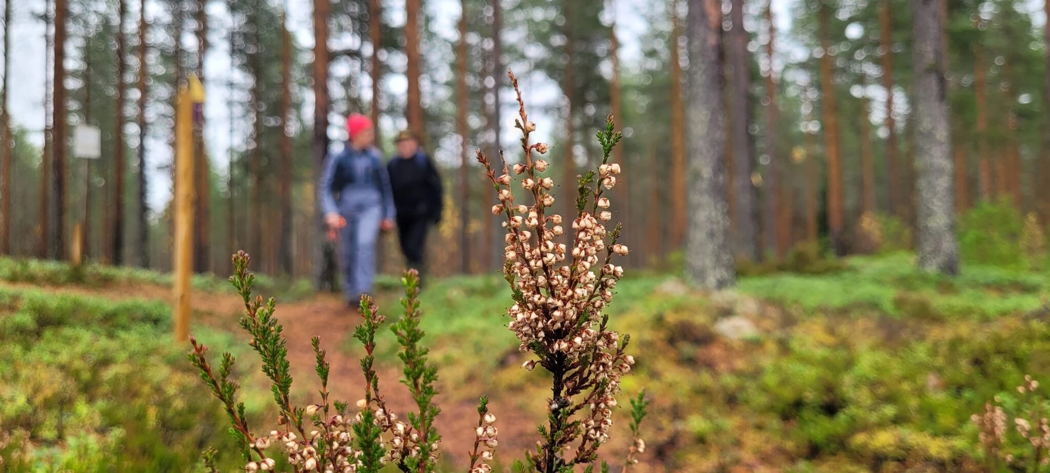 Patikoijia Korpinkierroksella.